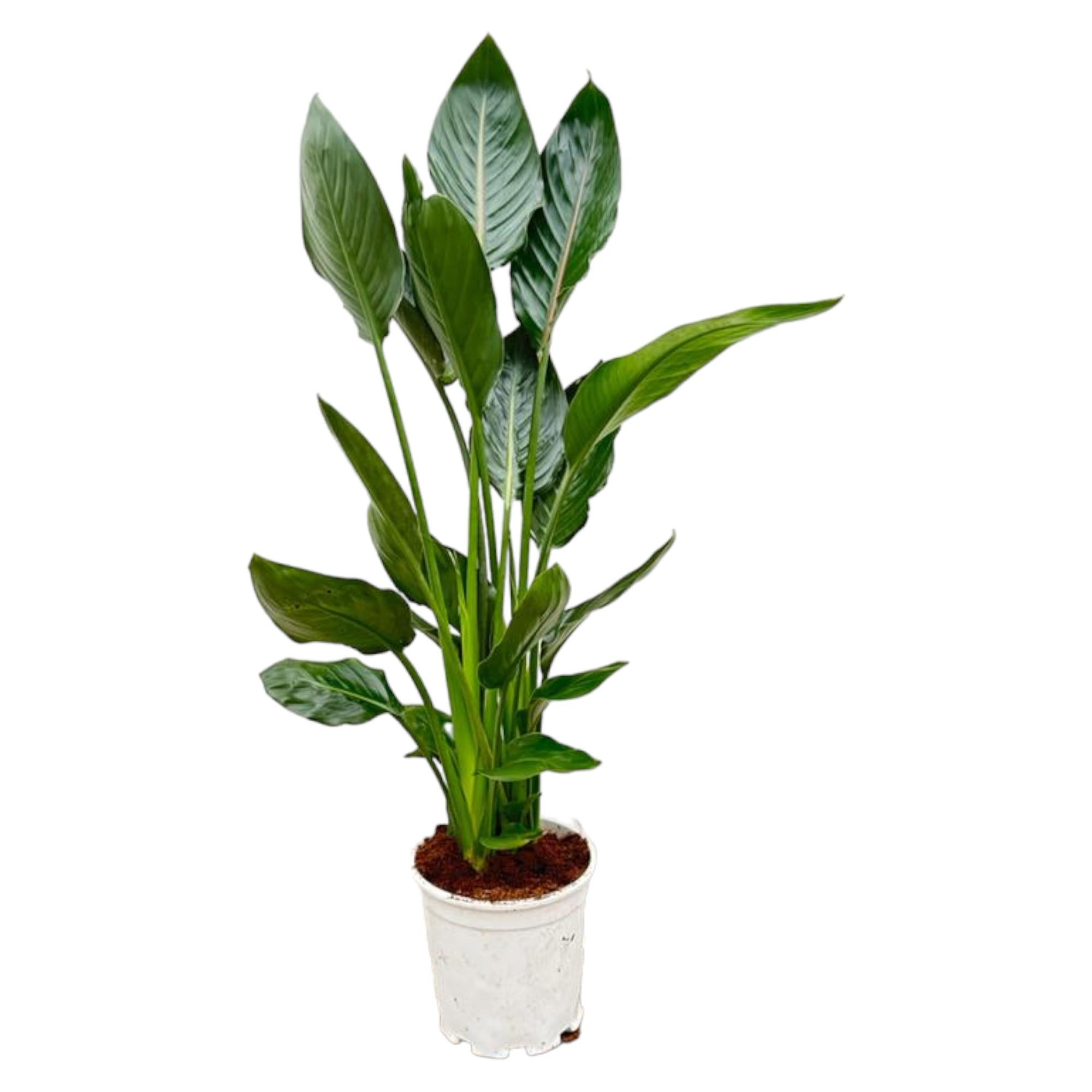 Strelitzia Reginae Ø 21 H 120 cm