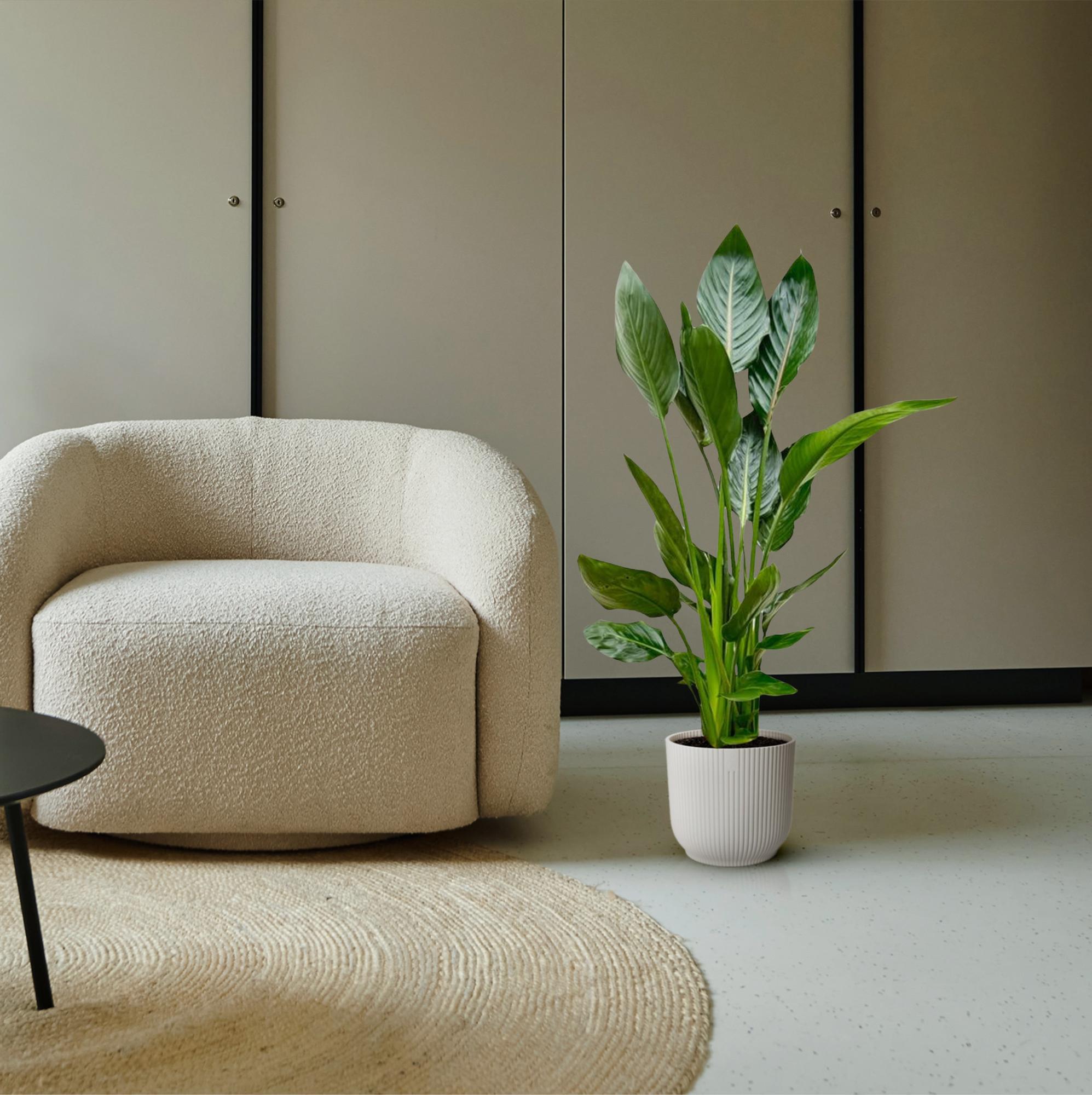 Strelitzia Reginae Ø 21 H 120 cm 4