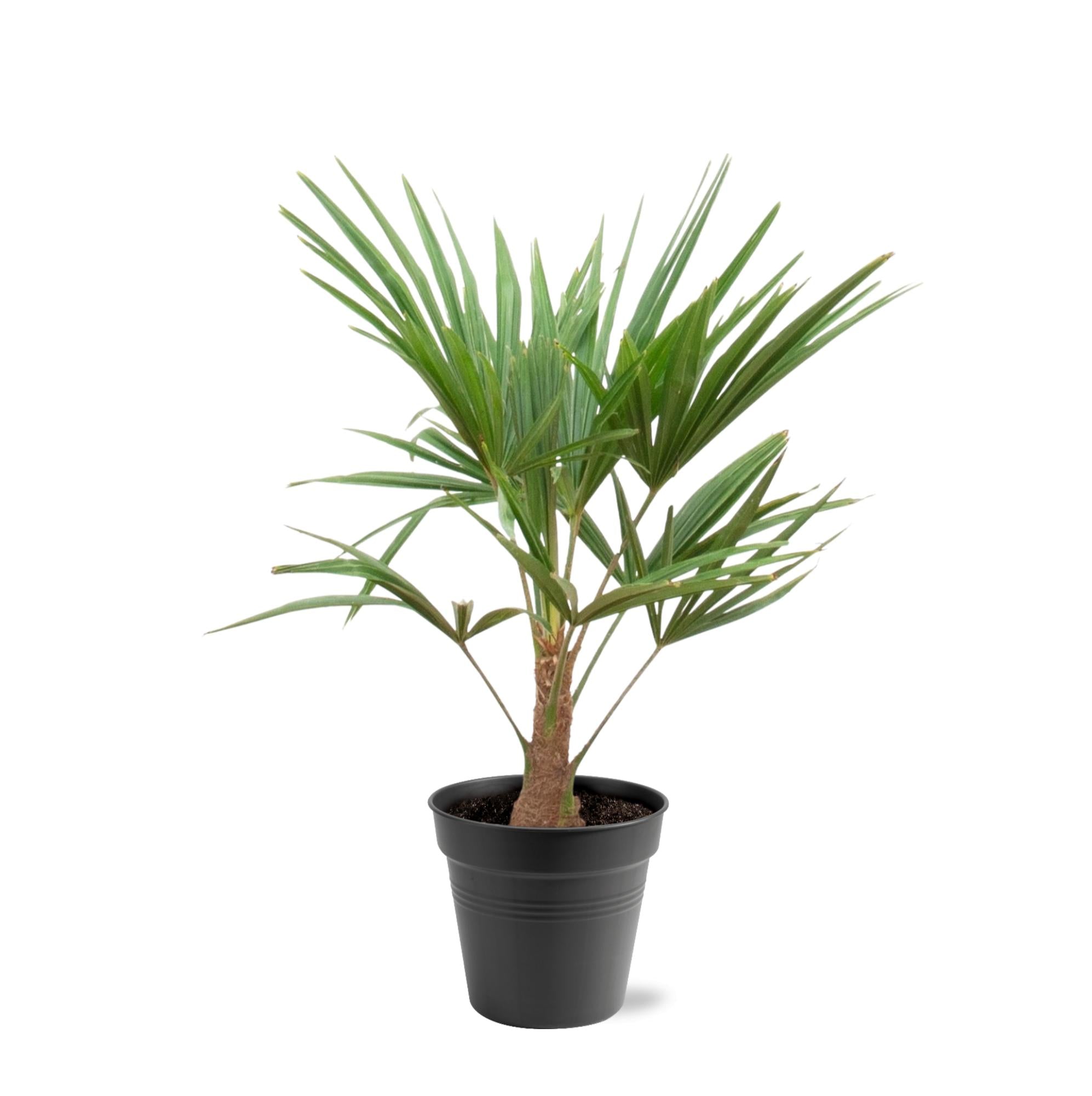 Trachycarpus Fortunei Ø 21 H 100 cm