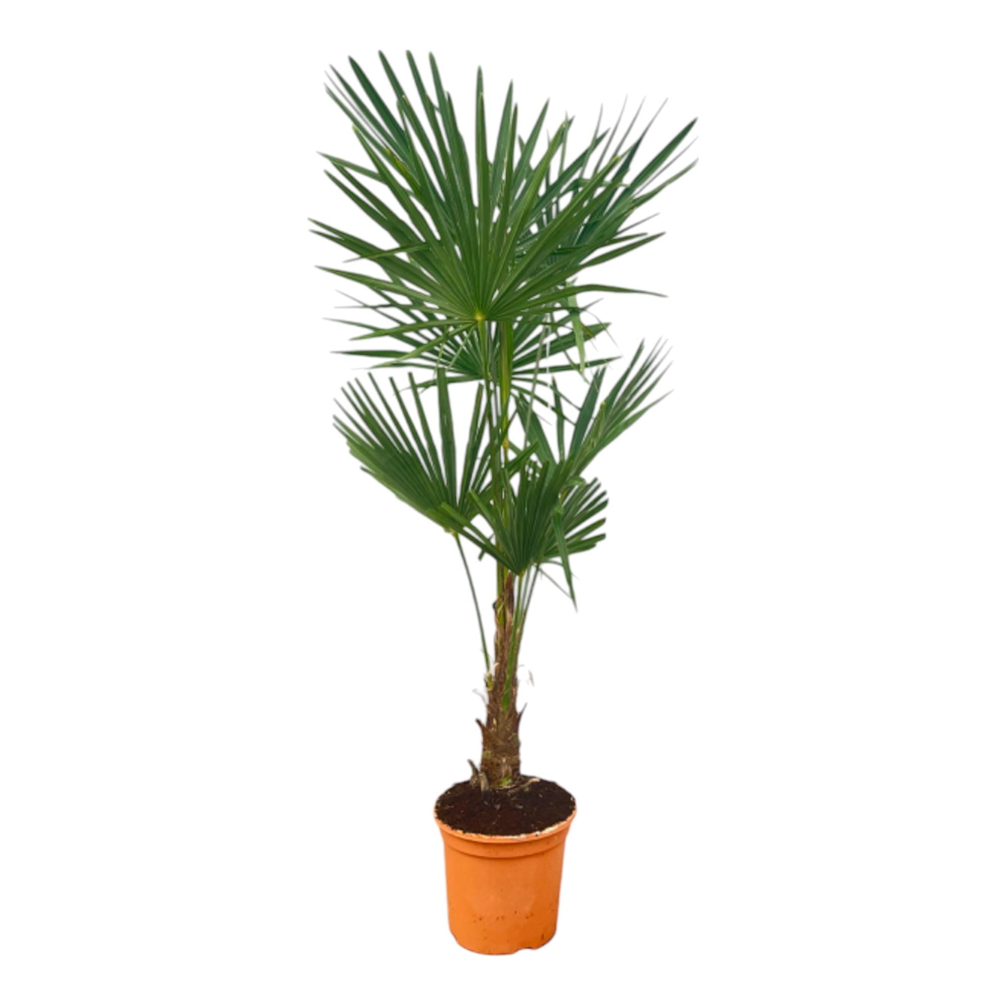Trachycarpus Fortunei Ø 27 H 160 cm