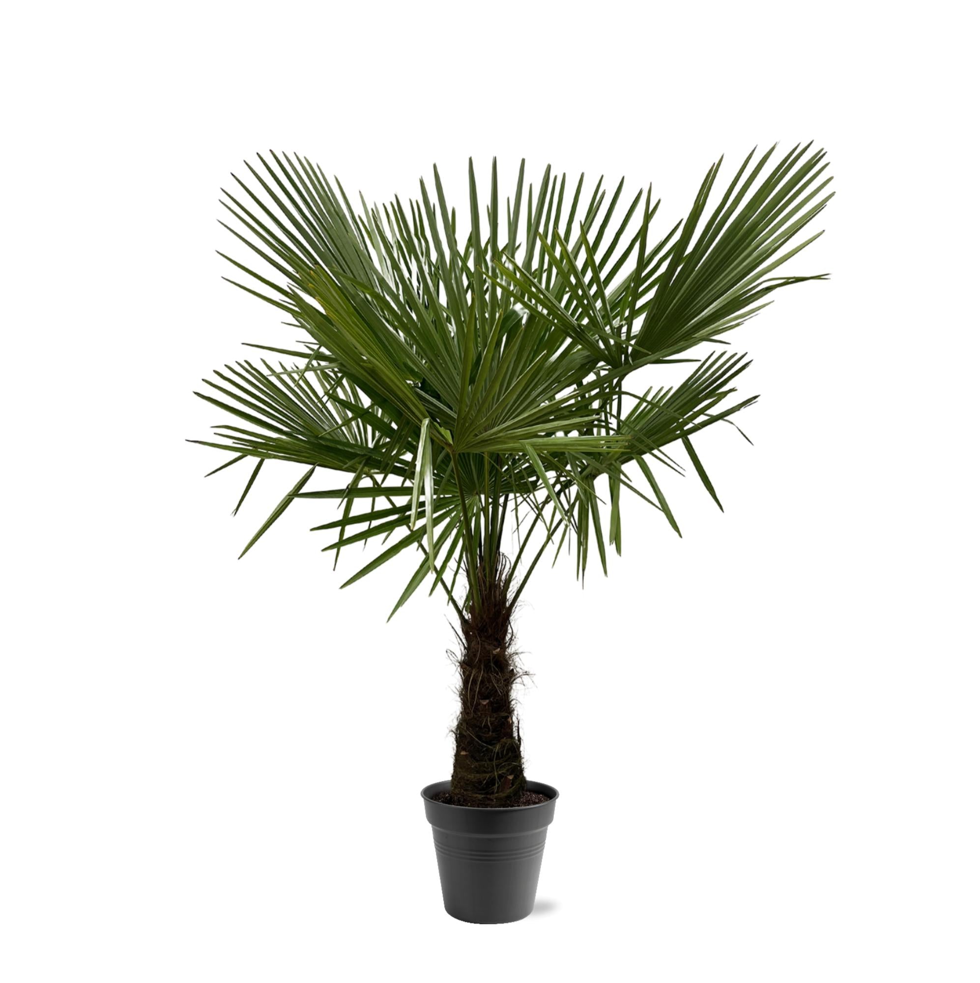Trachycarpus Fortunei Ø 30 H 180 cm