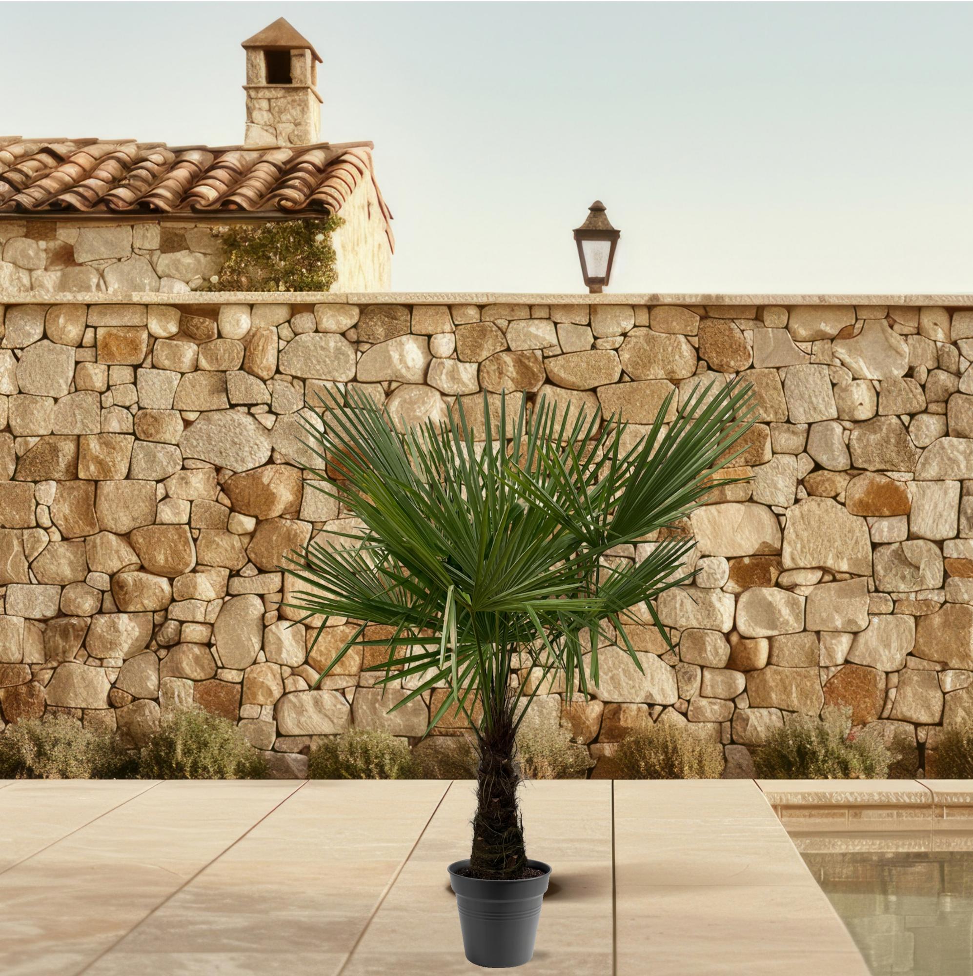 Trachycarpus Fortunei Ø 30 H 180 cm 4
