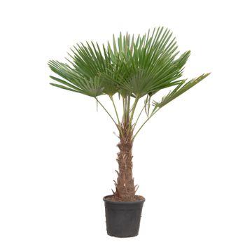 Trachycarpus Fortunei Ø 40 H 200 cm