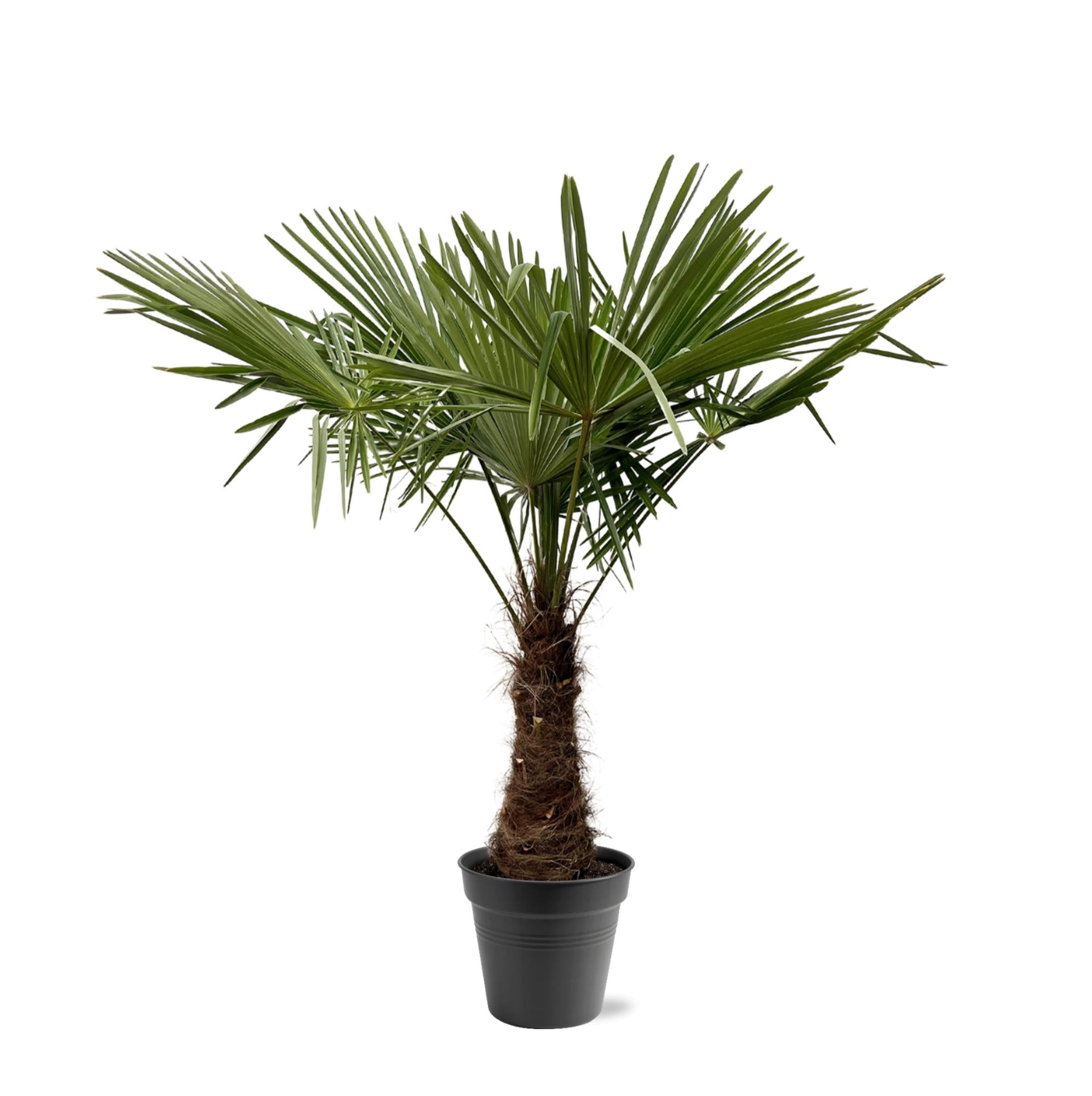 Trachycarpus Fortunei Ø 45 H 240 cm