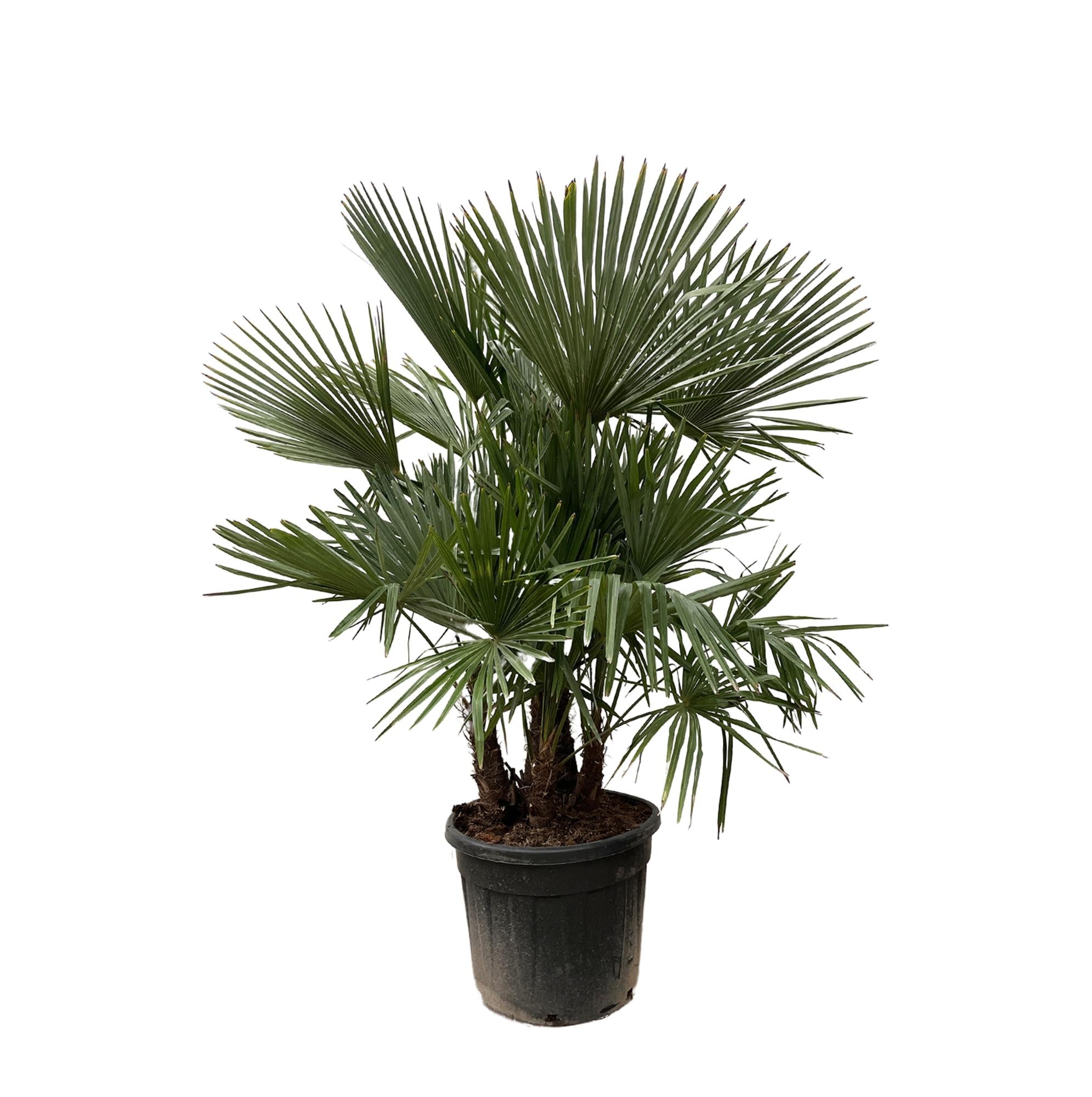 Trachycarpus (multi stam) Ø 50 H 230 cm