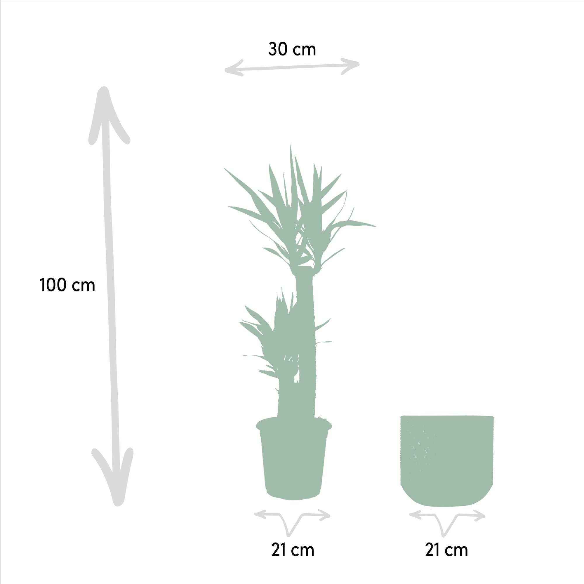 Yucca Inclusief Pot Ø 21 H 100 cm 2 2
