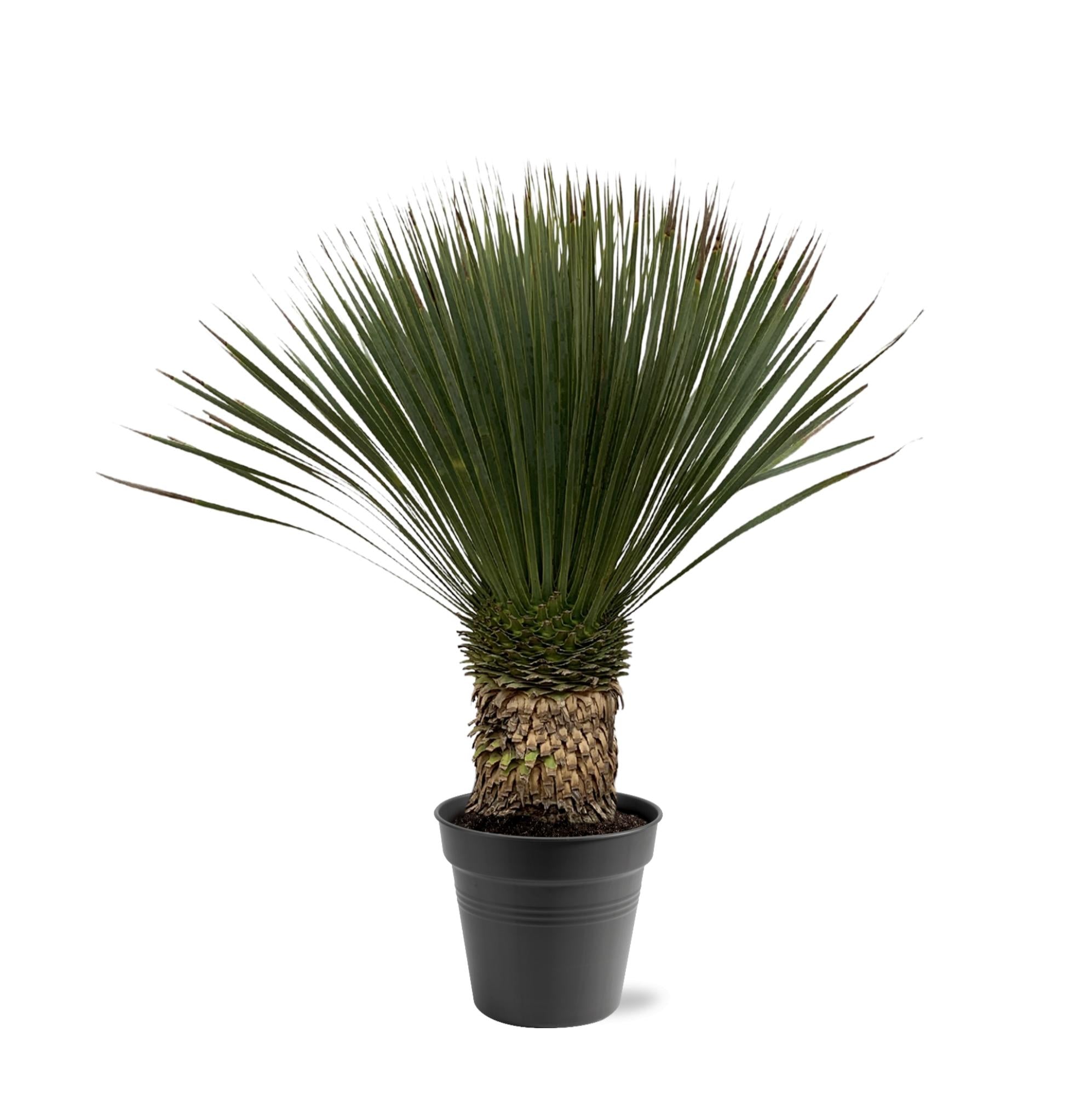 Yucca Rostrata Ø 38 H 100 cm