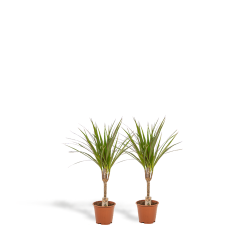 2x Dracaena Ø 14 H 60 cm
