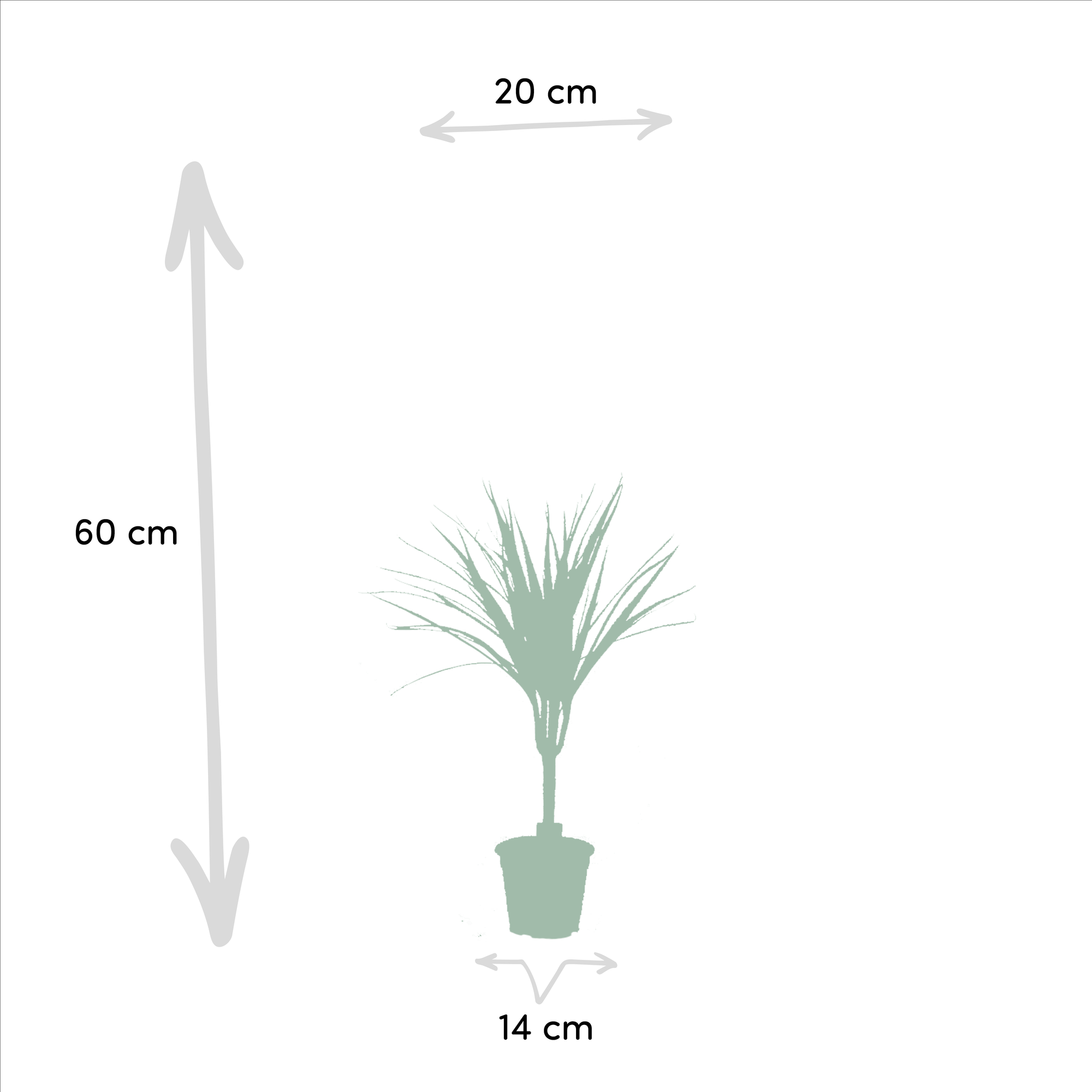 2x Dracaena Ø 14 H 60 cm 2