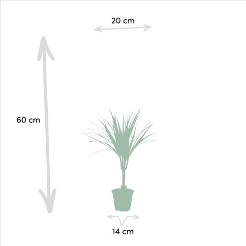 2x Dracaena Ø 14 H 60 cm 2