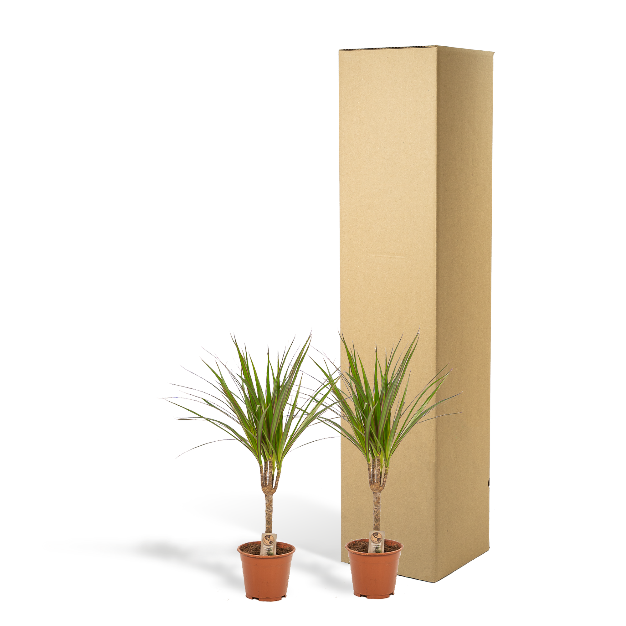 2x Dracaena Ø 14 H 60 cm 3