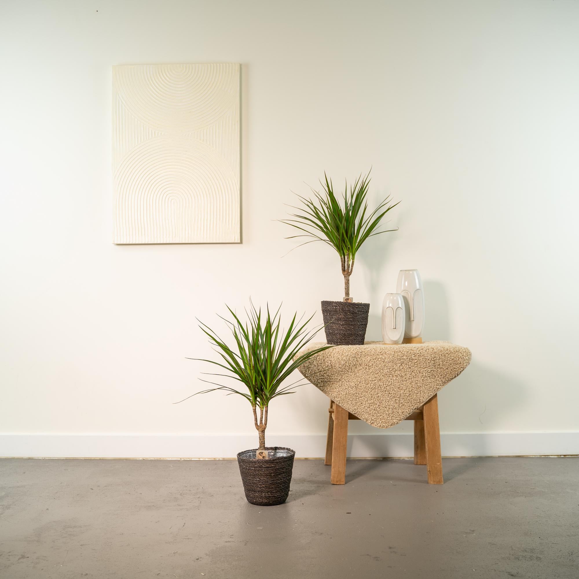2x Dracaena Ø 14 H 60 cm 4