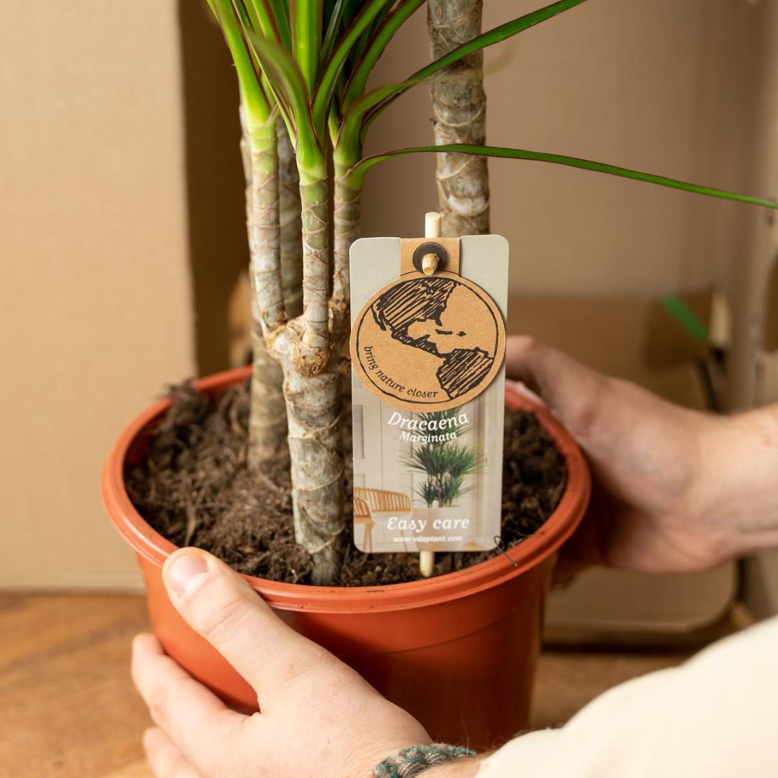 2x Dracaena Ø 14 H 60 cm 5