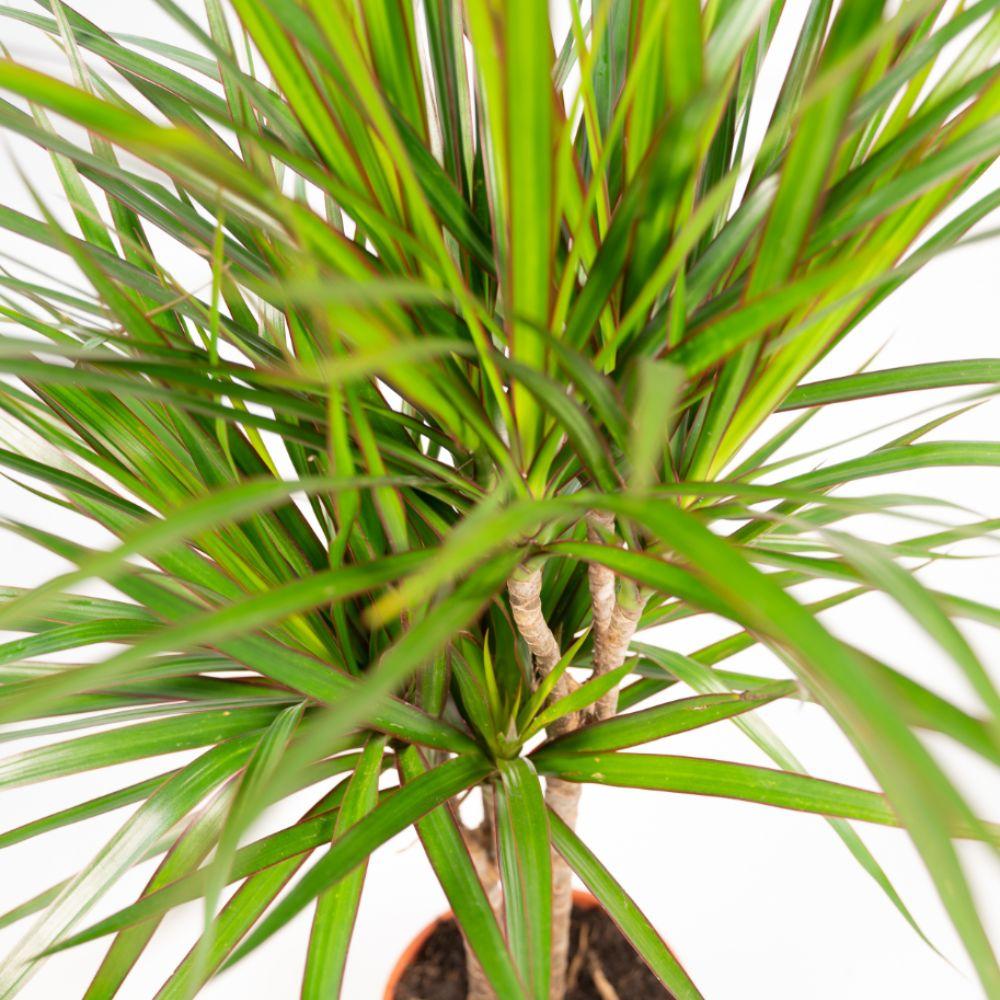 2x Dracaena Ø 14 H 60 cm 6