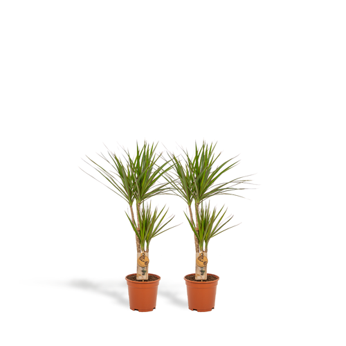 2x Dracaena Ø 17 H 90 cm
