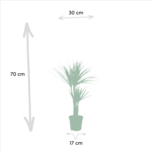 2x Dracaena Ø 17 H 90 cm 2