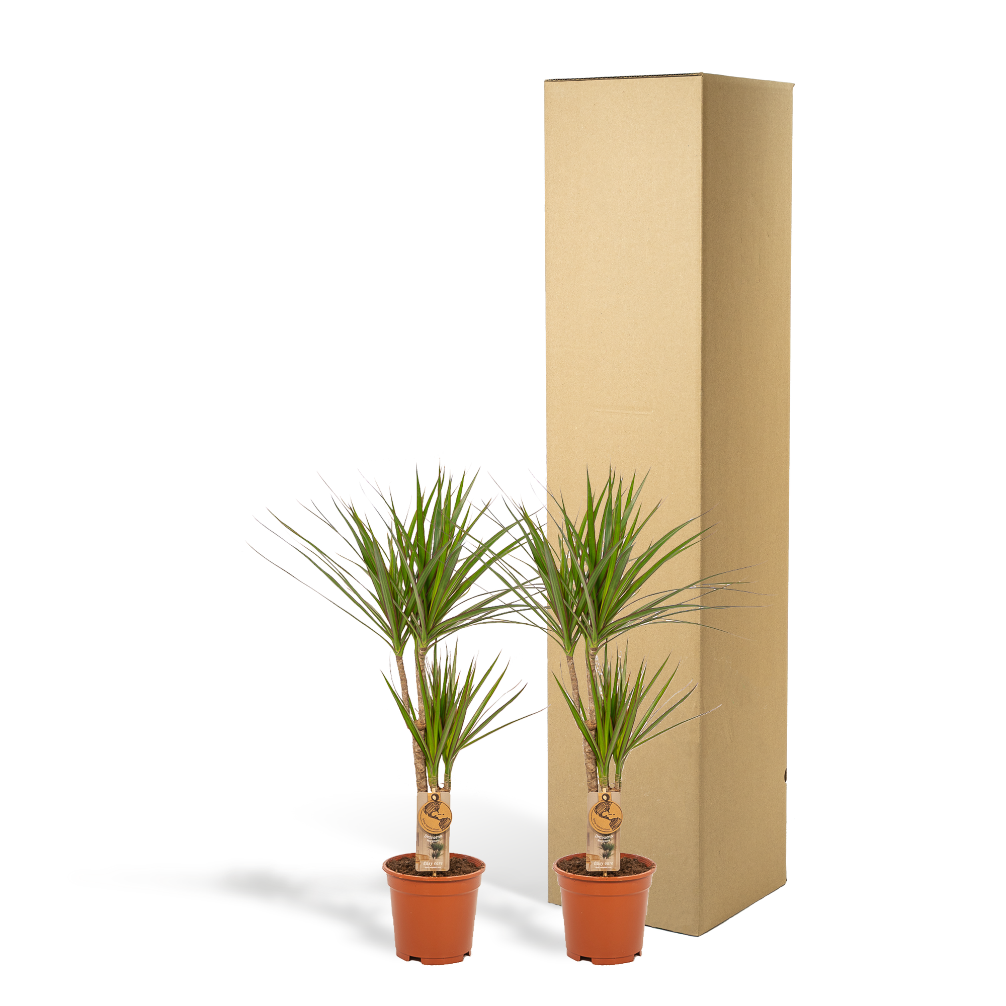 2x Dracaena Ø 17 H 90 cm 3