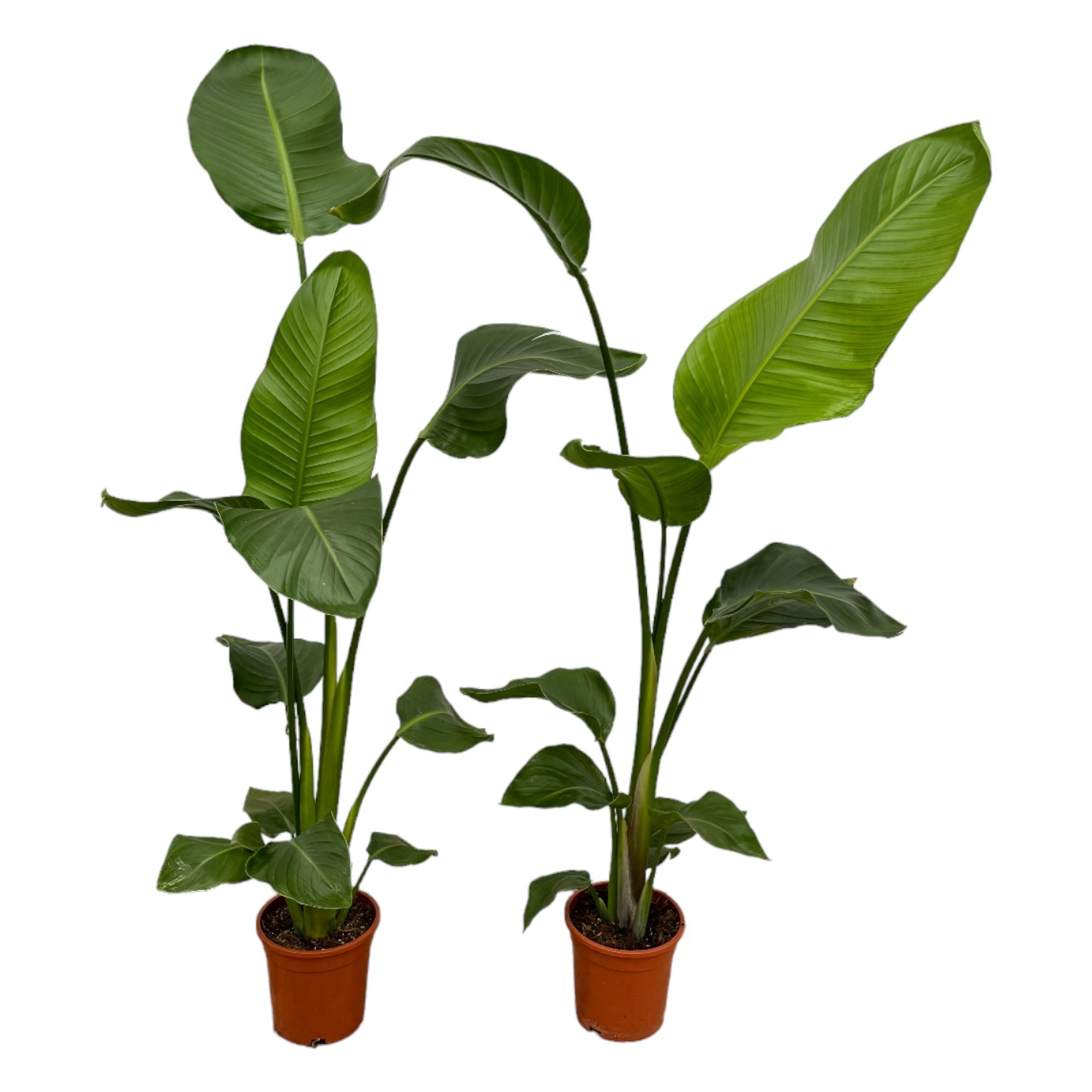 2x Strelitzia Nicolai Ø 17 H 100 cm
