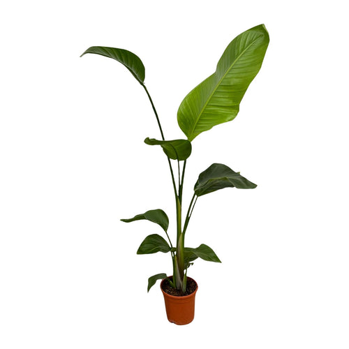 2x Strelitzia Nicolai Ø 17 H 100 cm 2