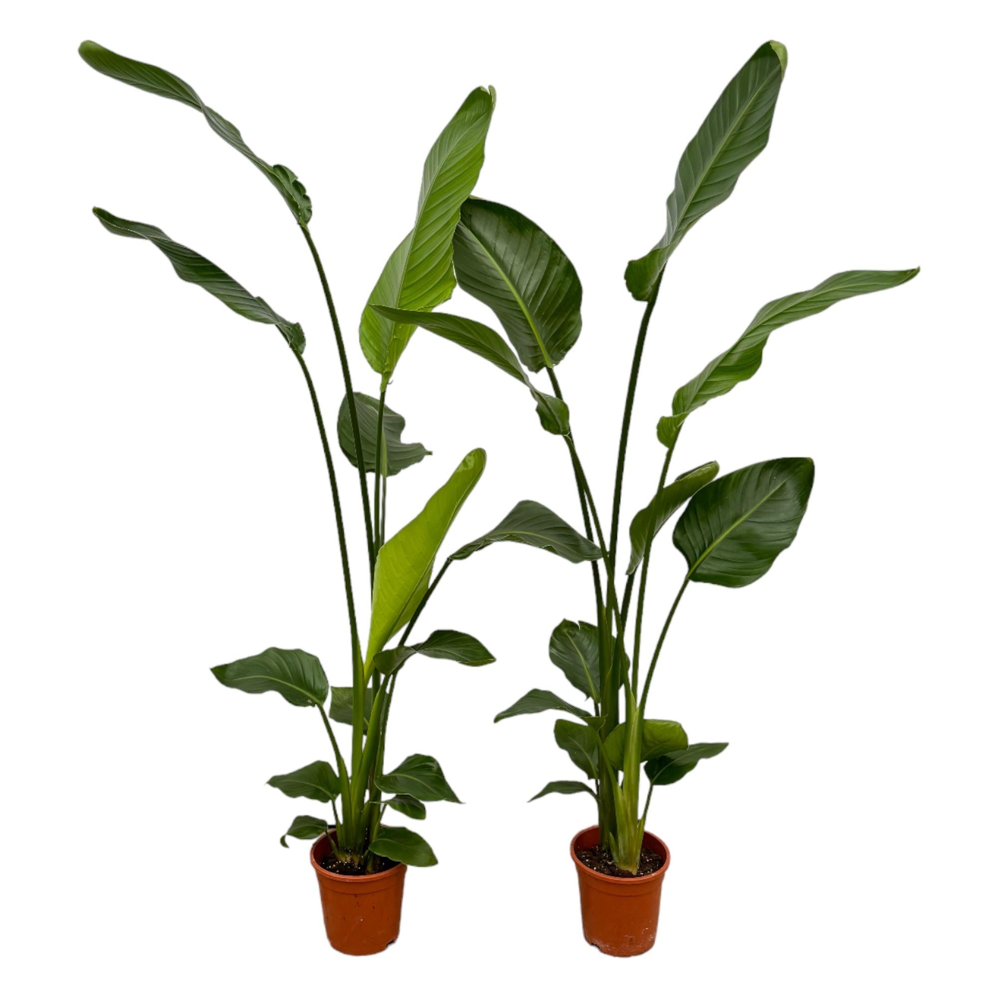 2x Strelitzia Nicolai Ø 17 H 130 cm