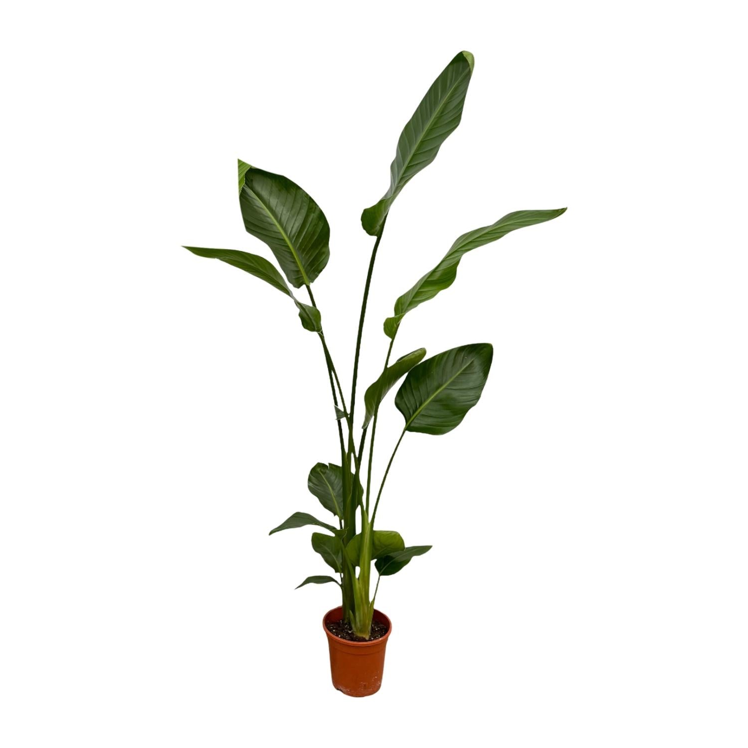 2x Strelitzia Nicolai Ø 17 H 130 cm 2
