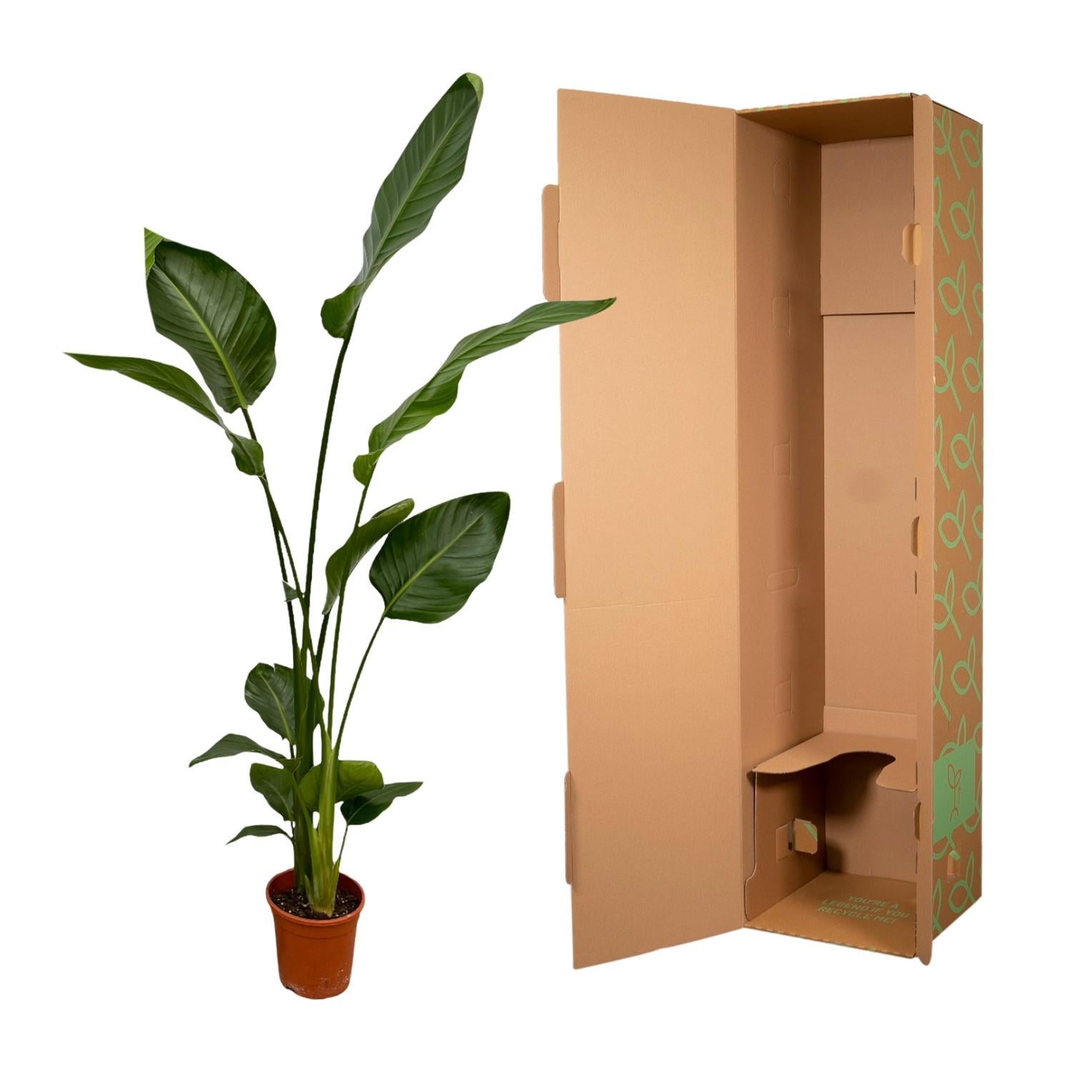 2x Strelitzia Nicolai Ø 17 H 130 cm 4