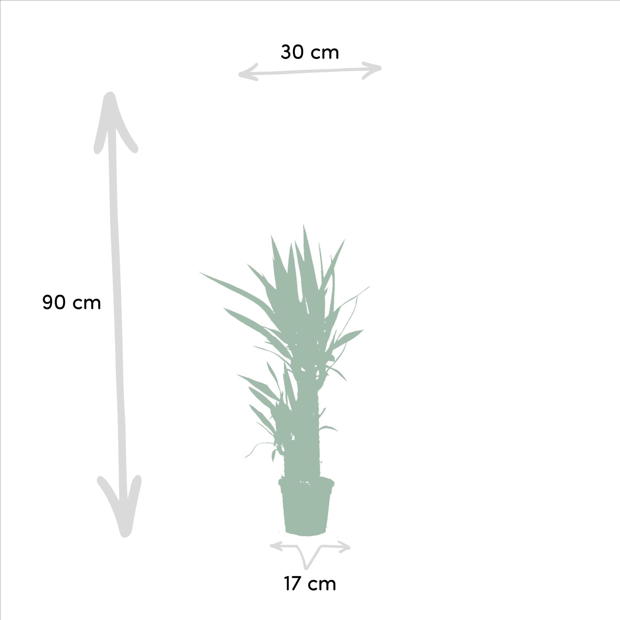 2x Yucca Ø 17 H 90 cm 2