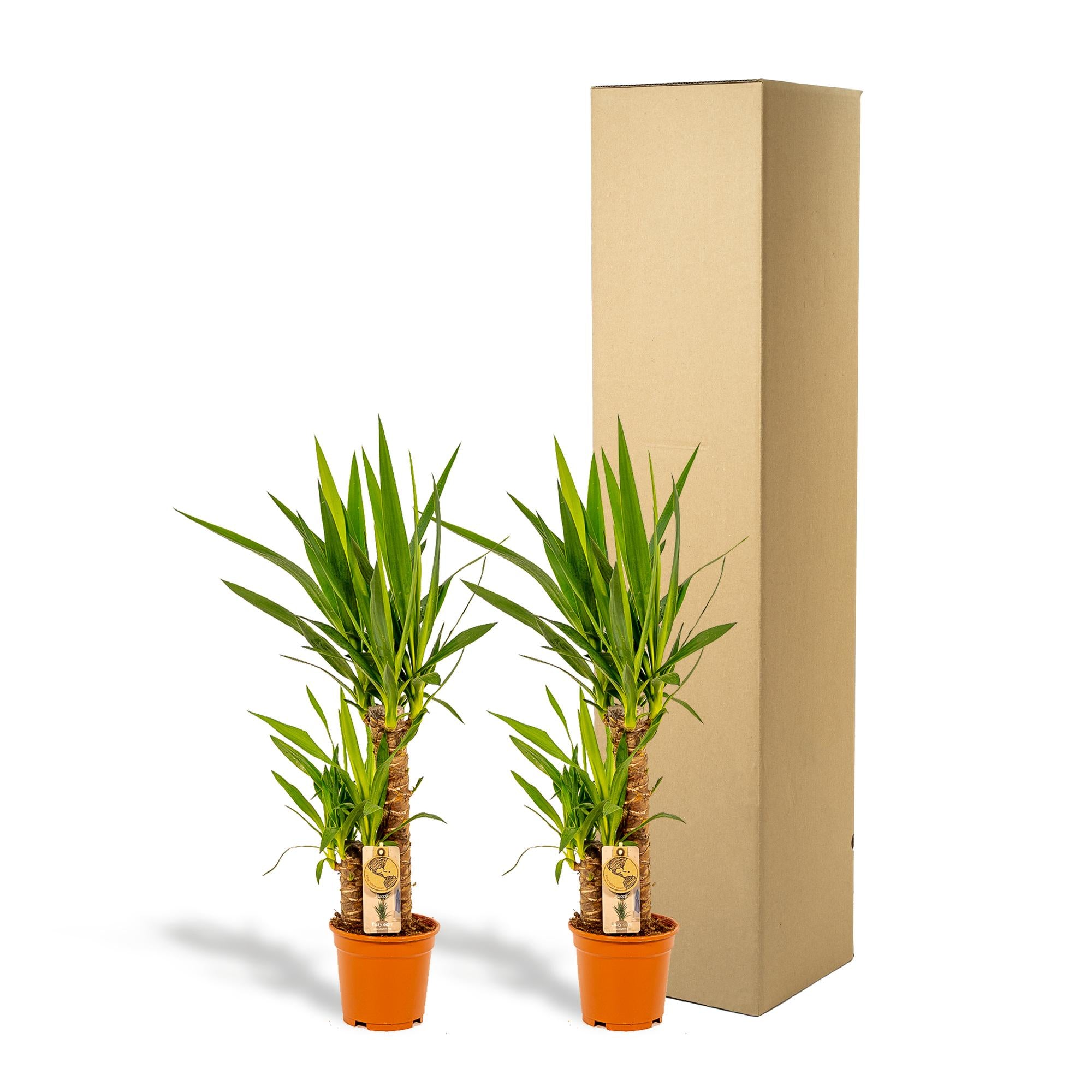 2x Yucca Ø 17 H 90 cm 3