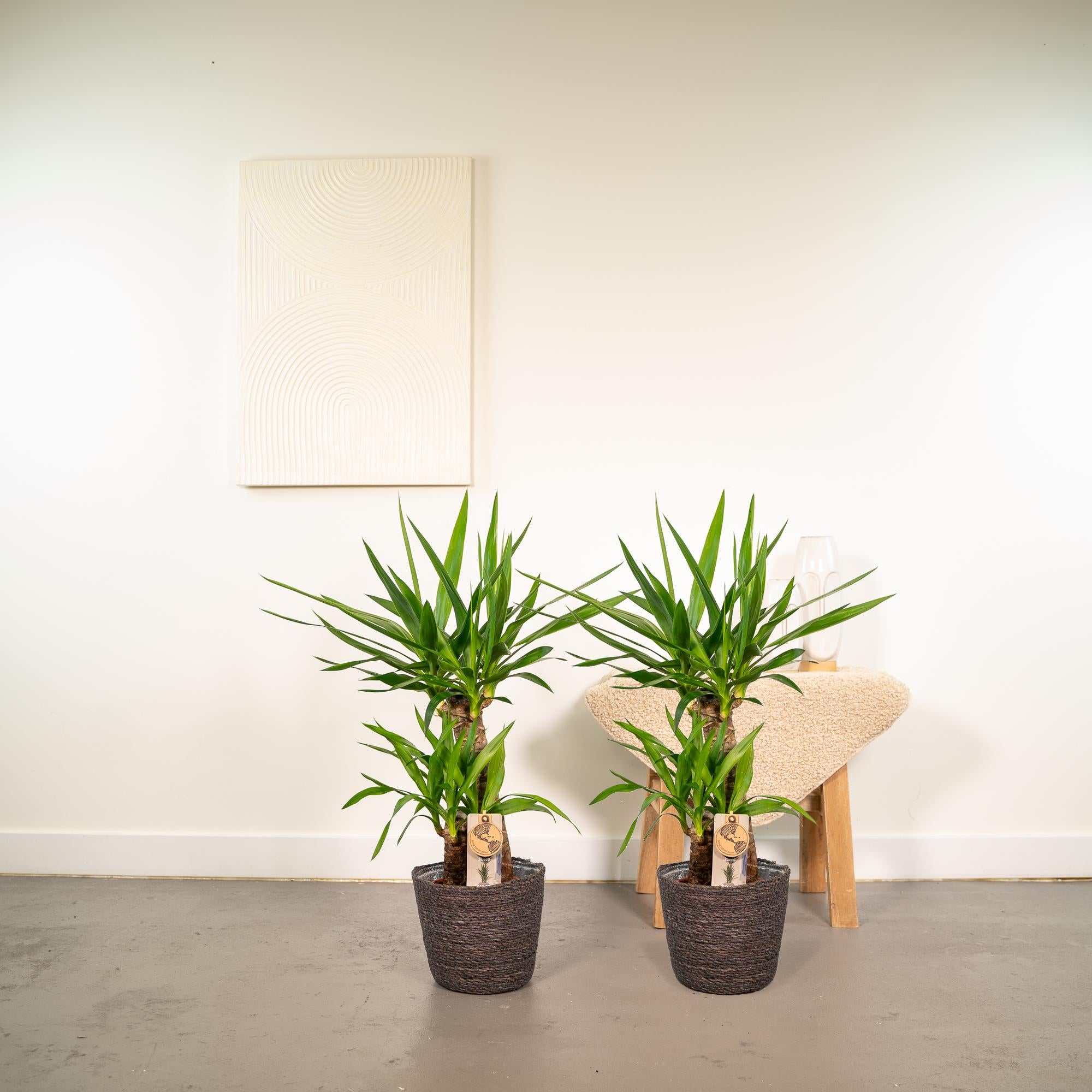 2x Yucca Ø 17 H 90 cm 4