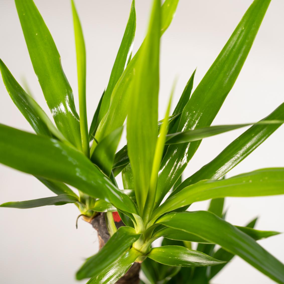 2x Yucca Ø 17 H 90 cm 6