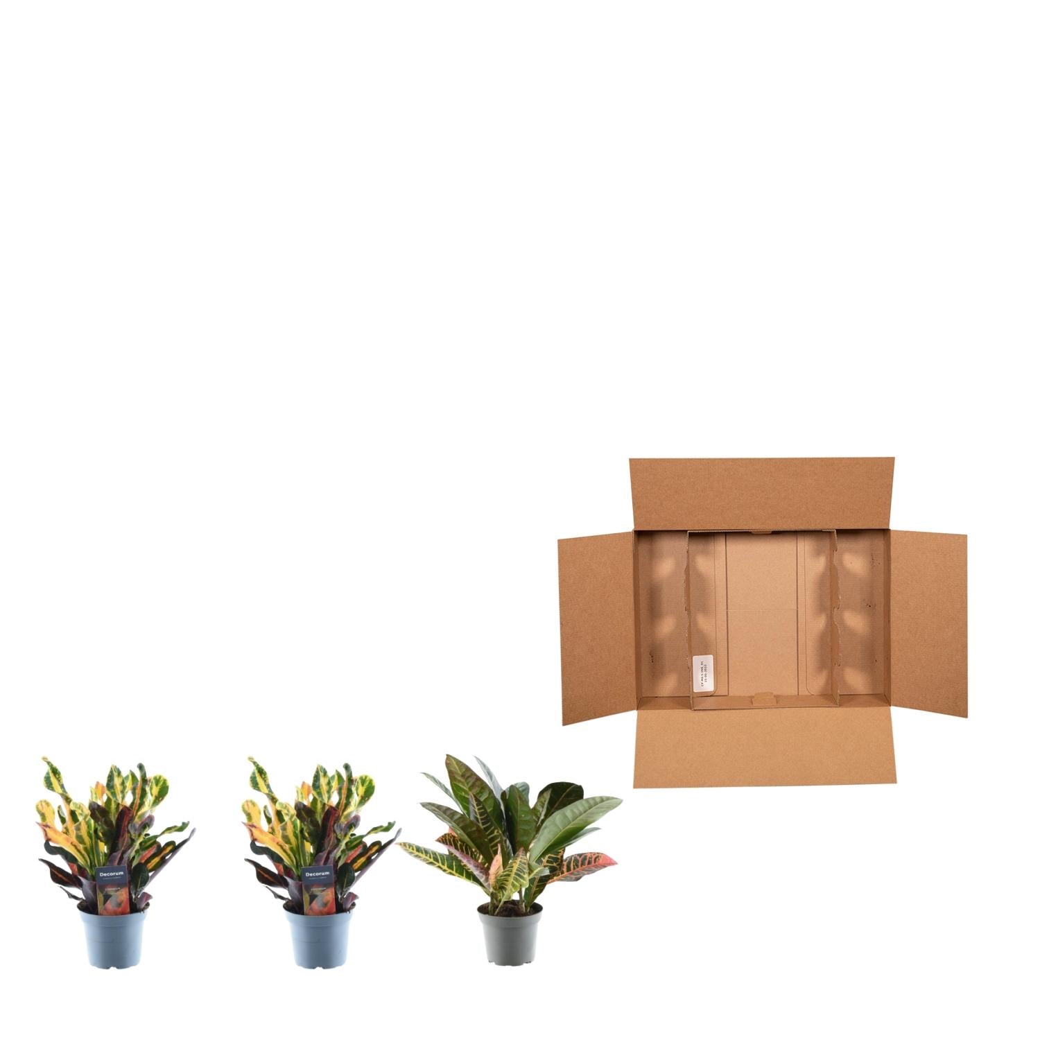 3x Croton Codiaeum Mix Ø 12 H 30 cm 4