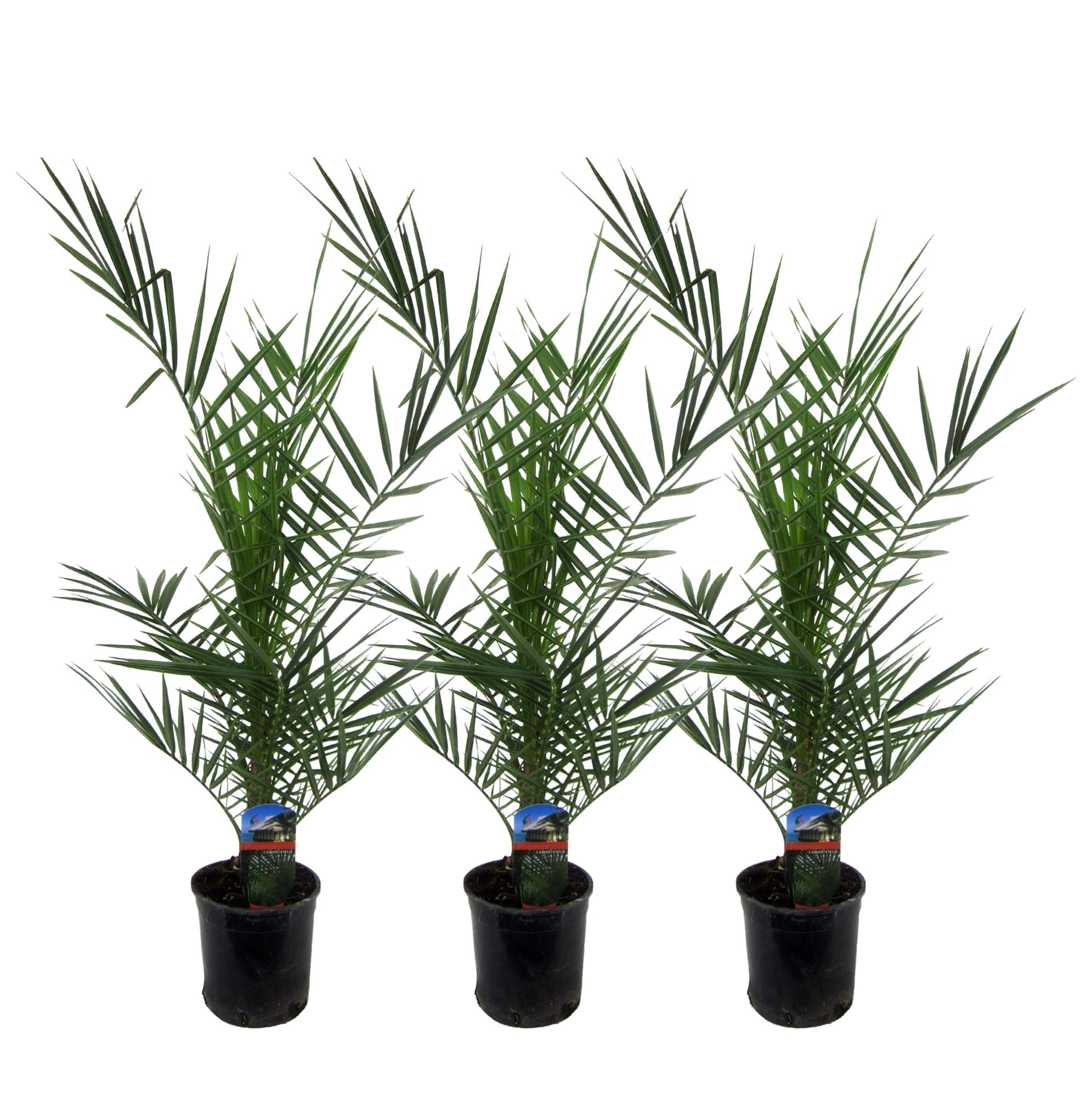 3x Phoenix Canariensis Ø 15 H 80 cm