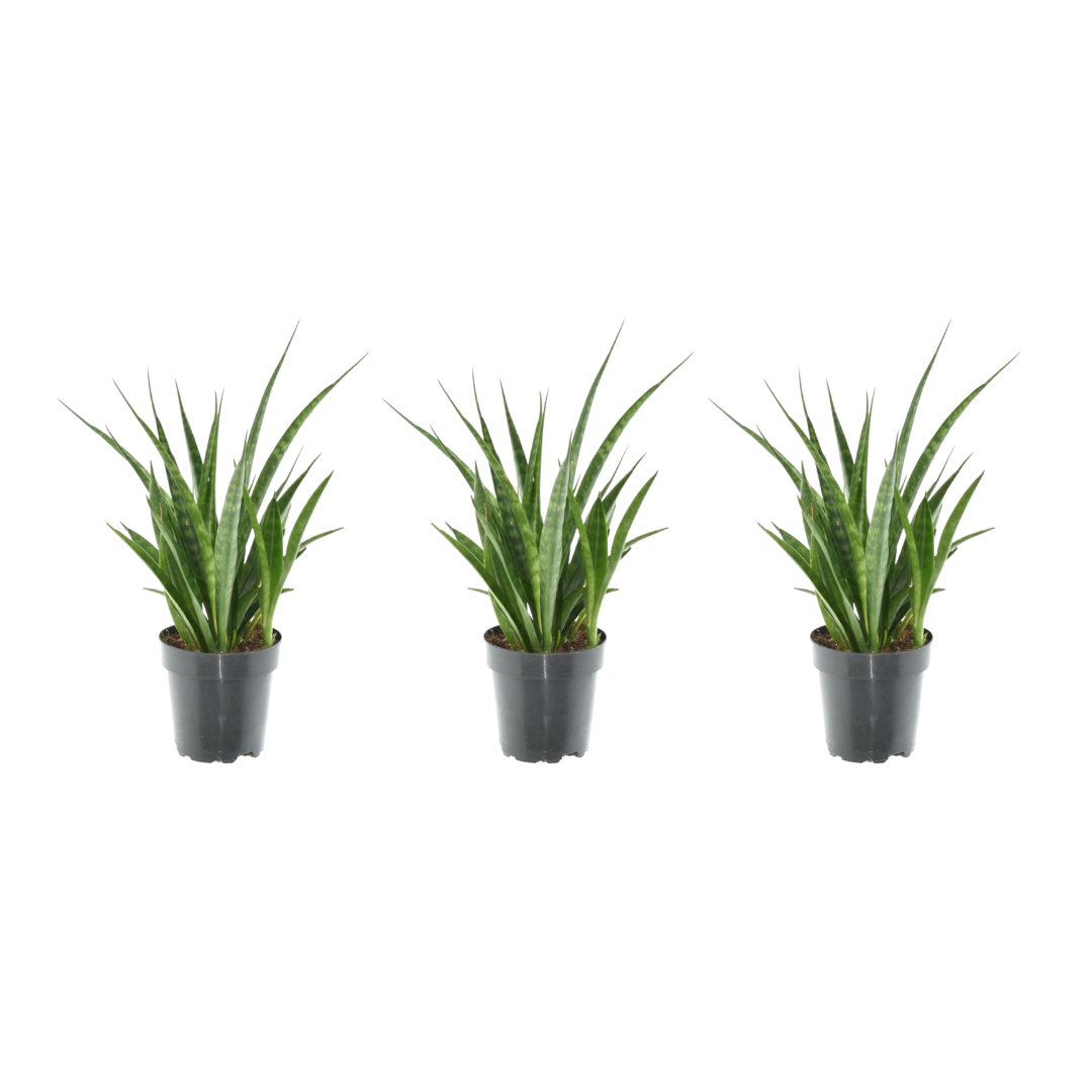 3x Sansevieria Kirkii Ø 12 H 38 cm