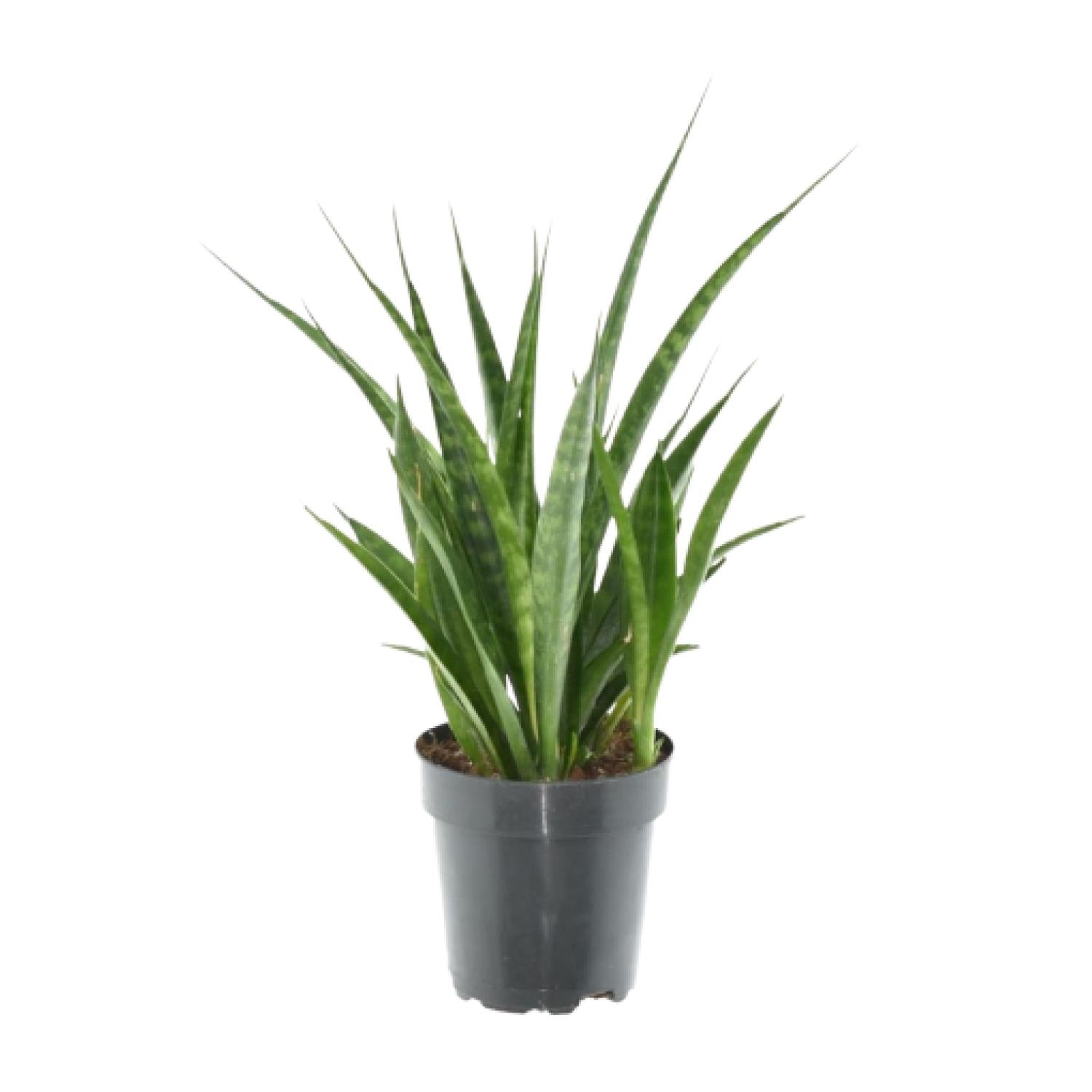 3x Sansevieria Kirkii Ø 12 H 38 cm 2
