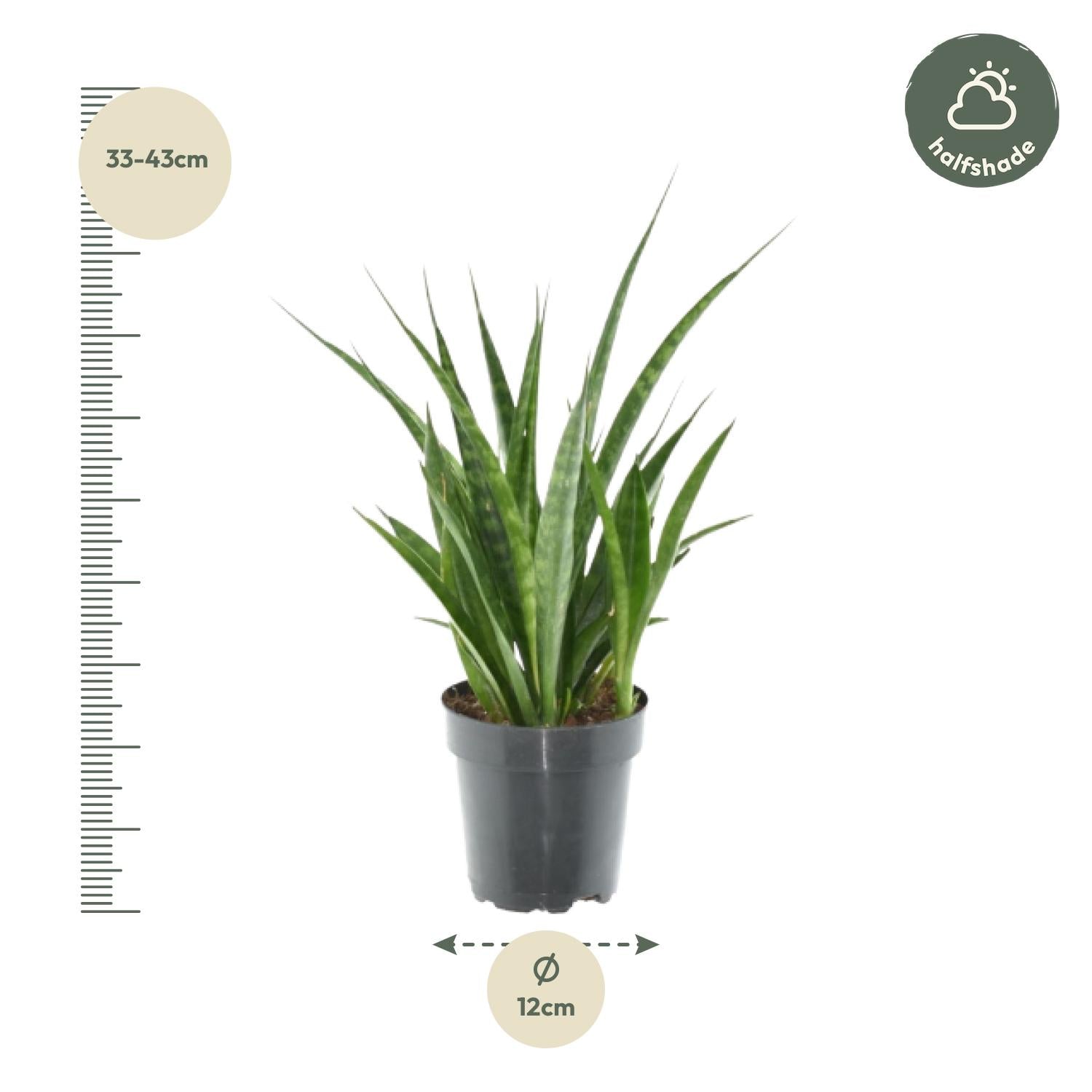 3x Sansevieria Kirkii Ø 12 H 38 cm 3