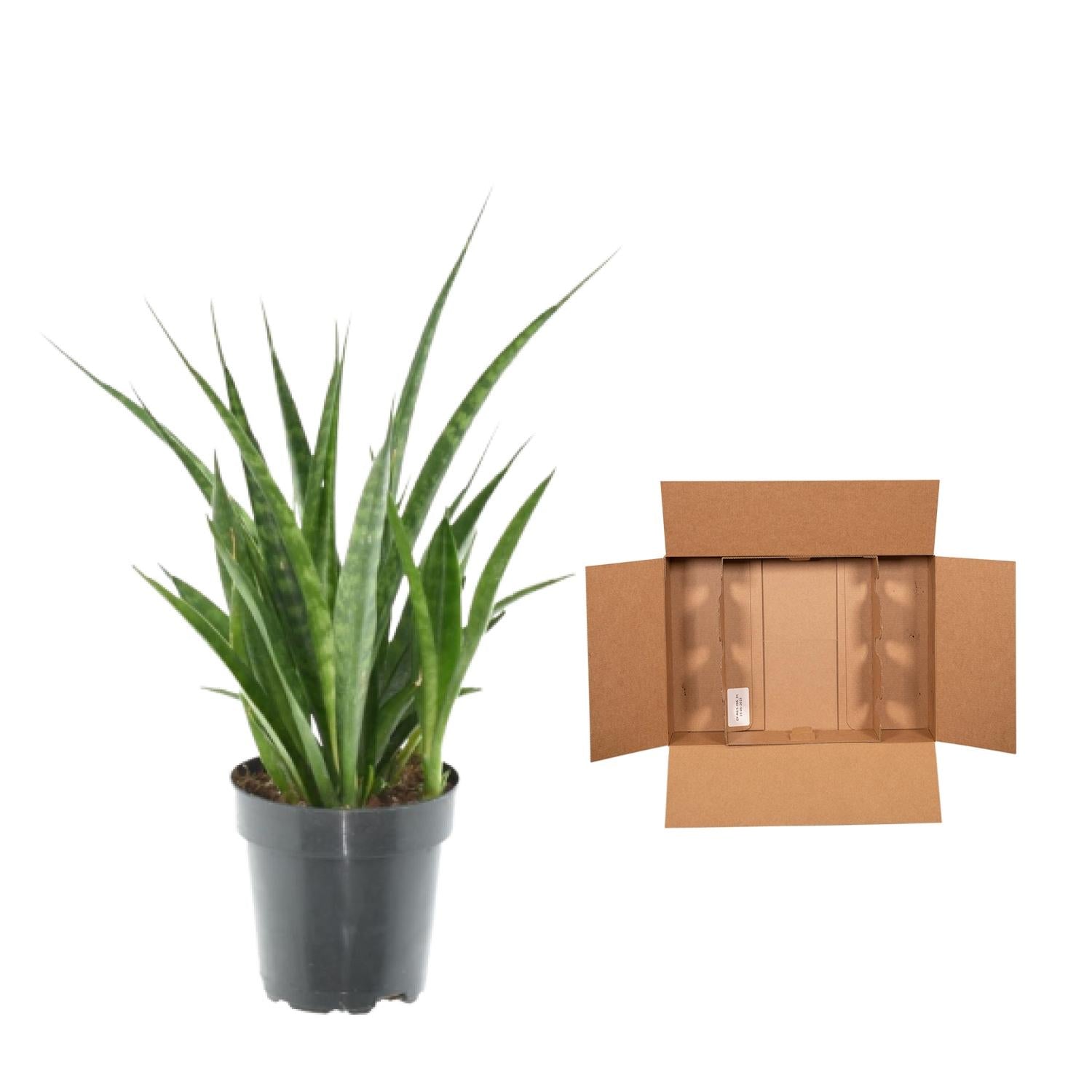 3x Sansevieria Kirkii Ø 12 H 38 cm 4
