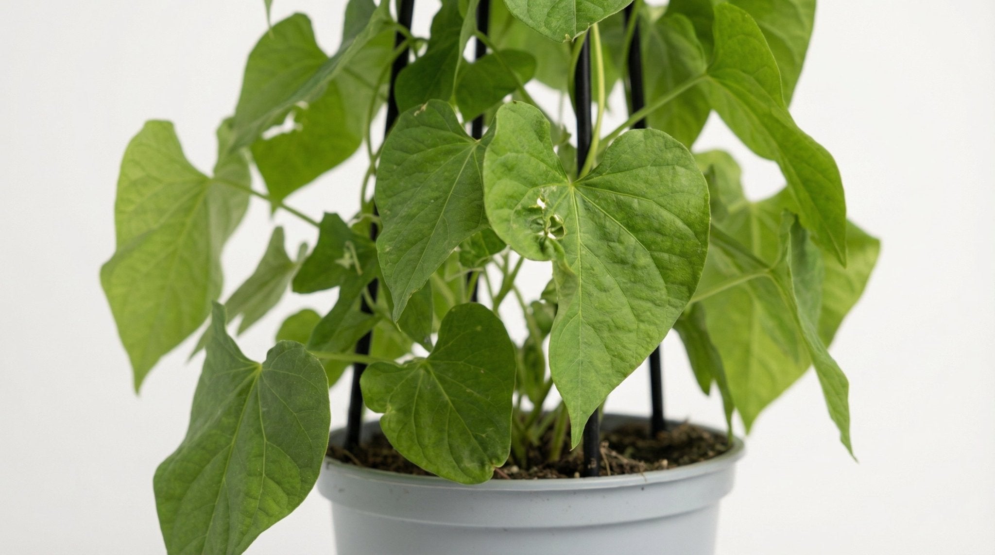 4x Mix Set Uit Kletterpflanten: Rhodochiton, Cobea, Lathyrus & Ipomoea P 13 H 60 cm - 49179 - PlantenShop24