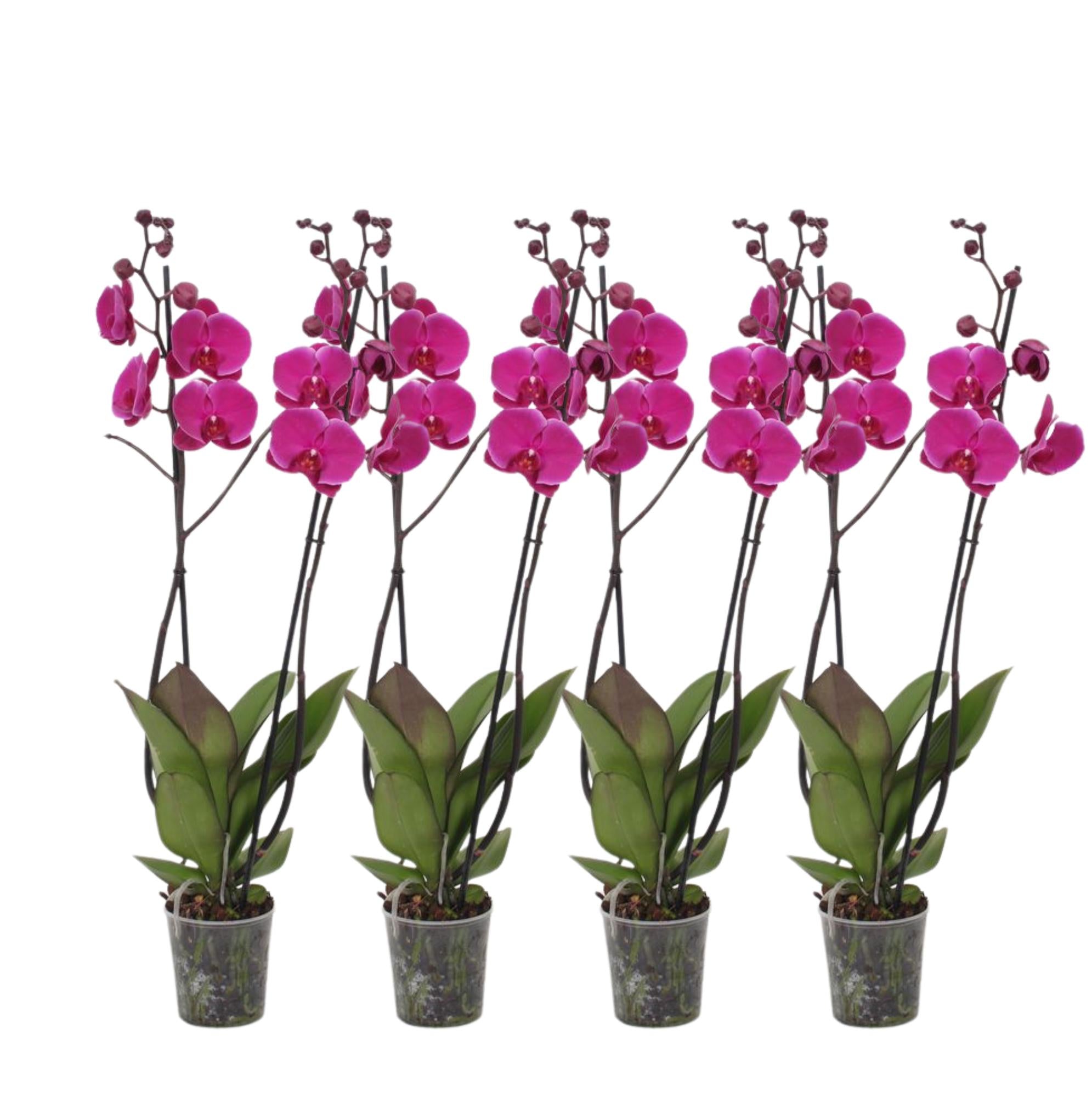 4x Phalaenopsis Joyride (3 tak Orchidee) Ø 12 H 60 cm