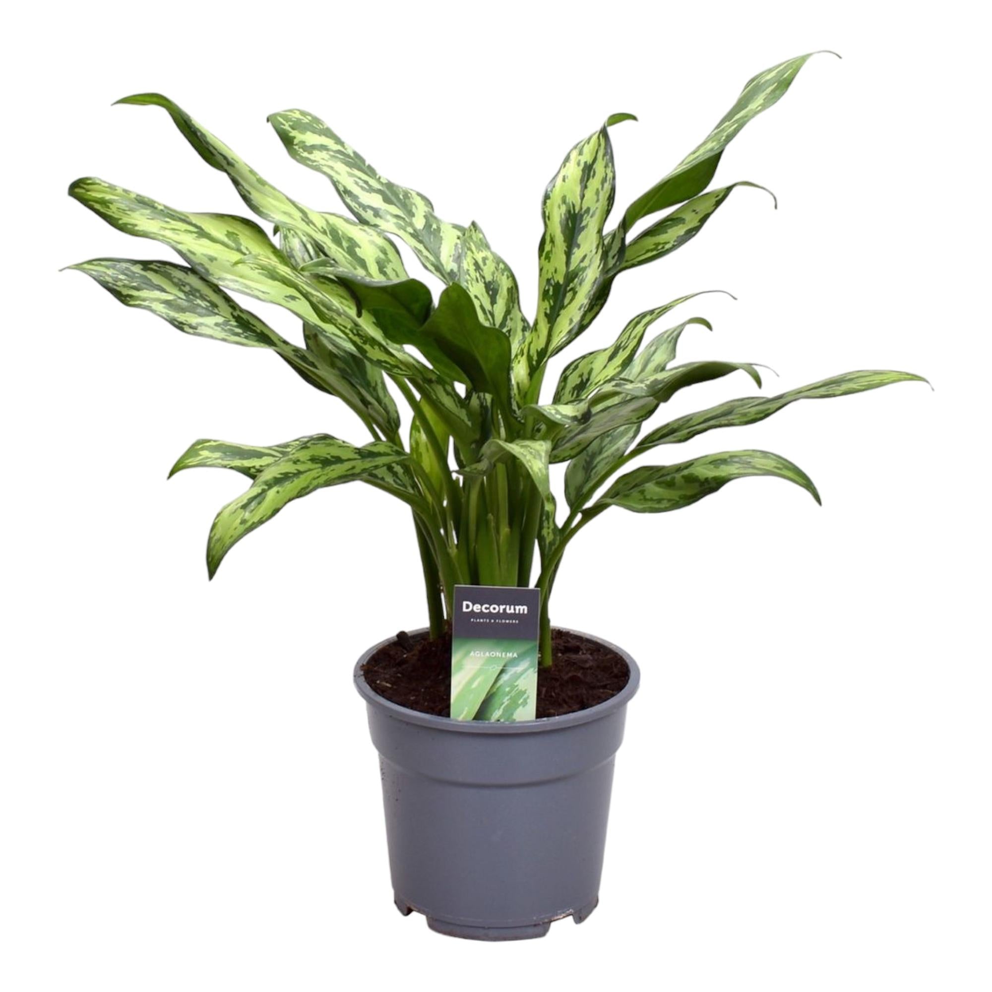 Aglaonema Juliette Ø 12 H 40 cm