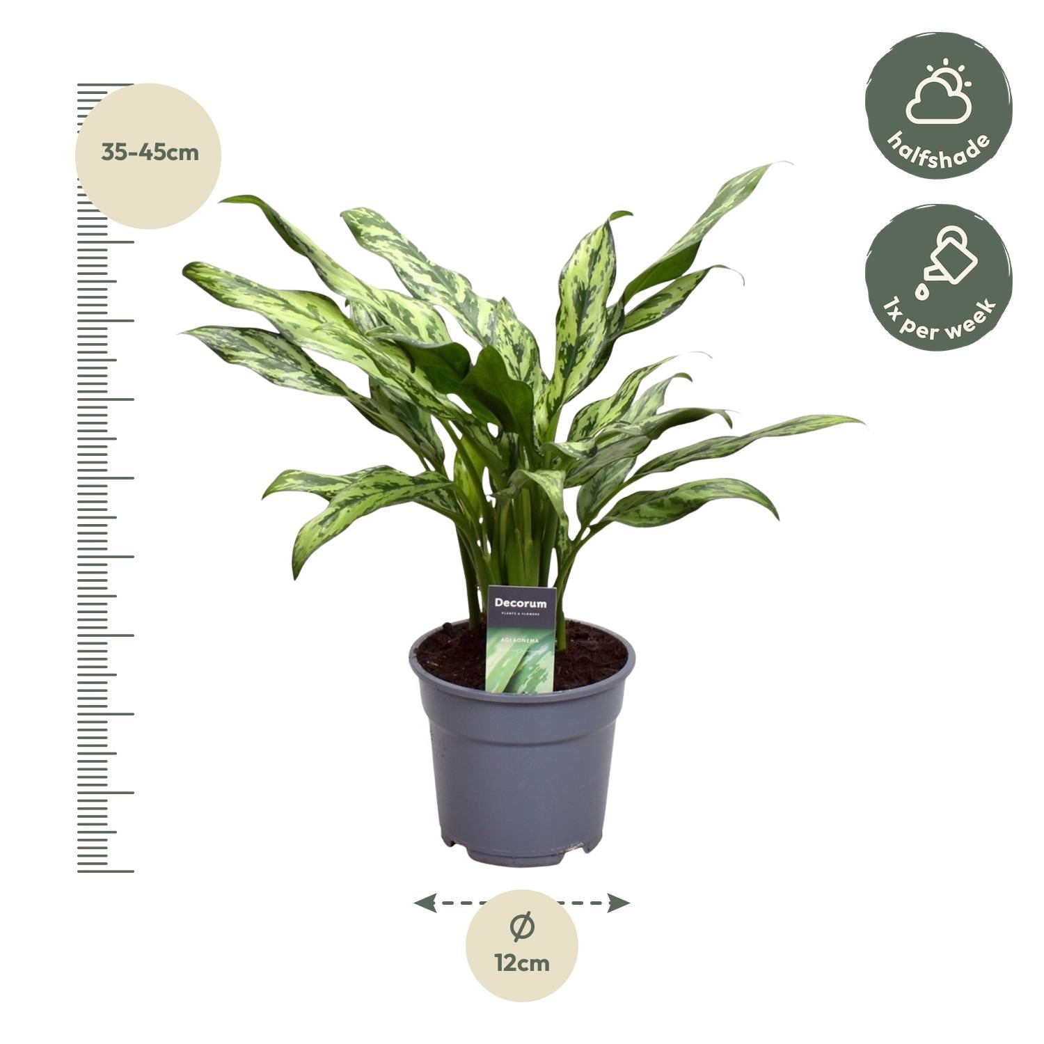Aglaonema Juliette Ø 12 H 40 cm 2