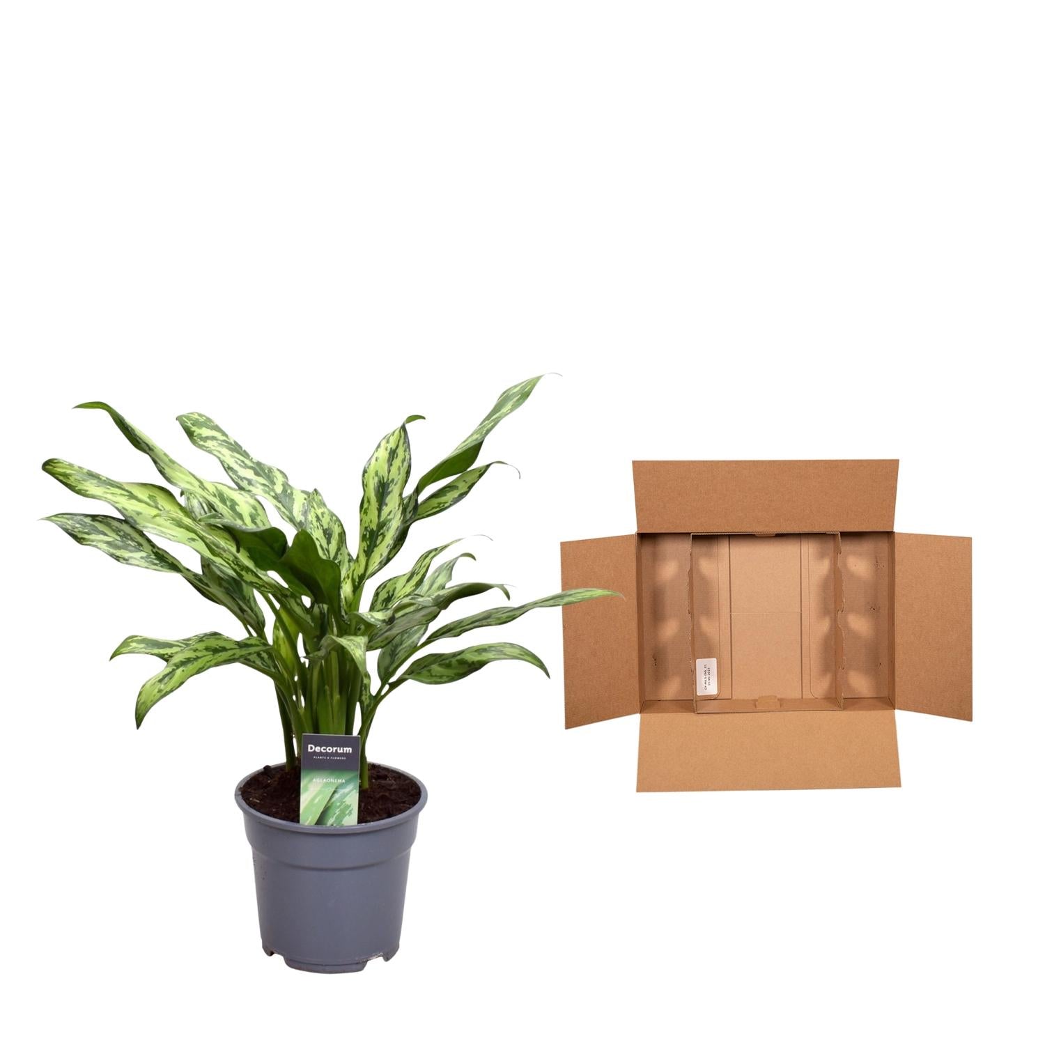 Aglaonema Juliette Ø 12 H 40 cm 3