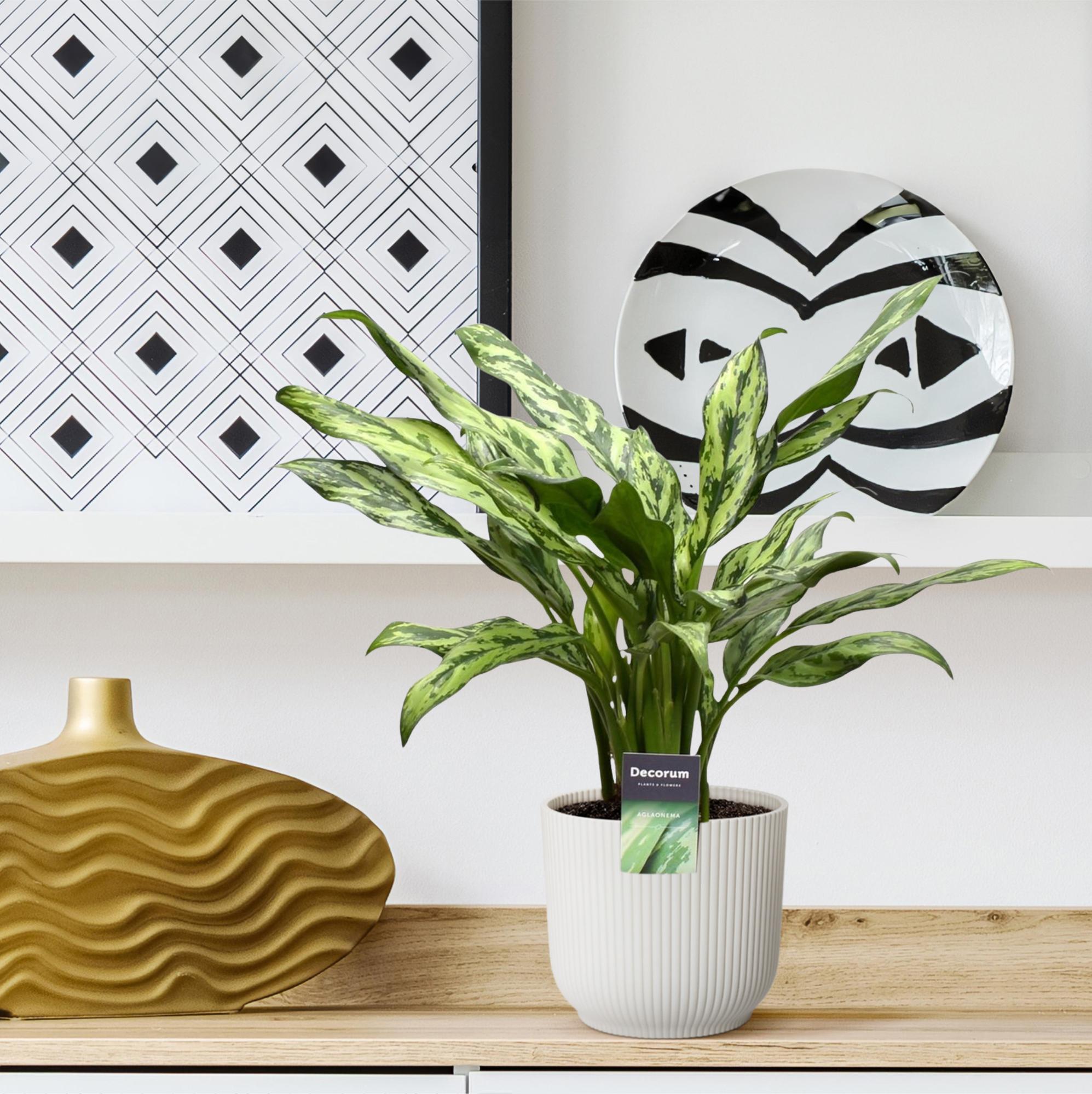 Aglaonema Juliette Ø 12 H 40 cm 4