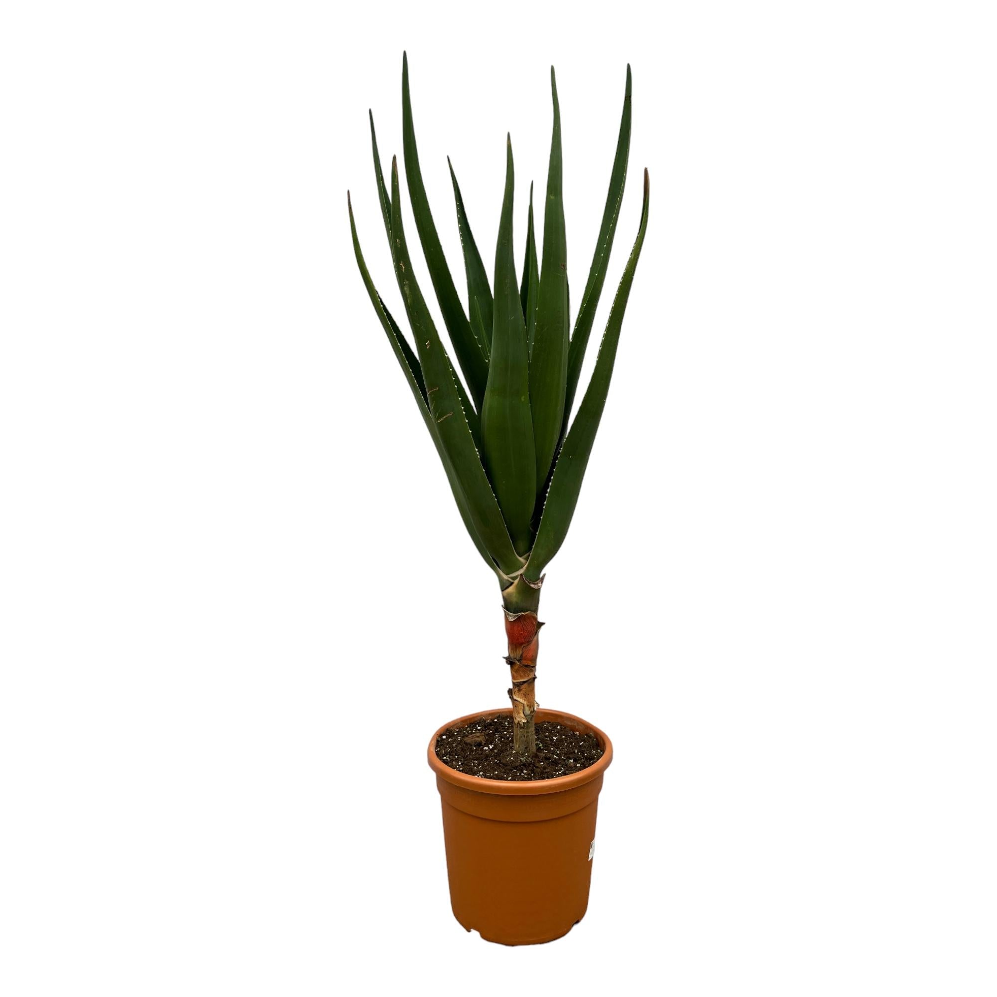 Aloë Barberae Ø 30 H 150 cm