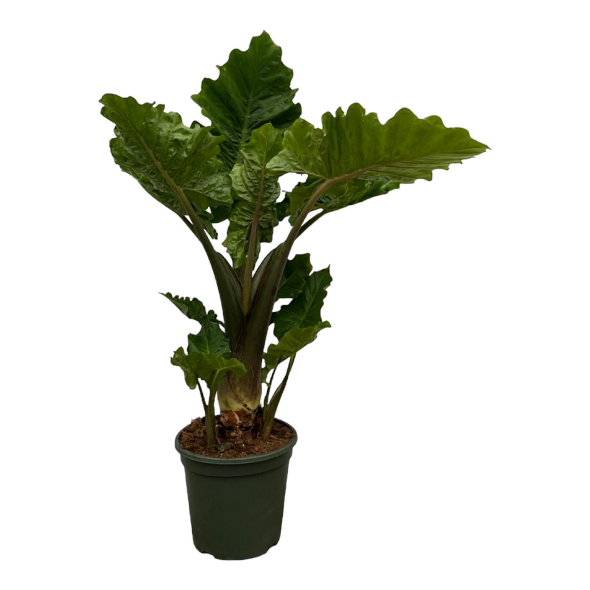 Alocasia Low Rider Ø 26 H 75 cm