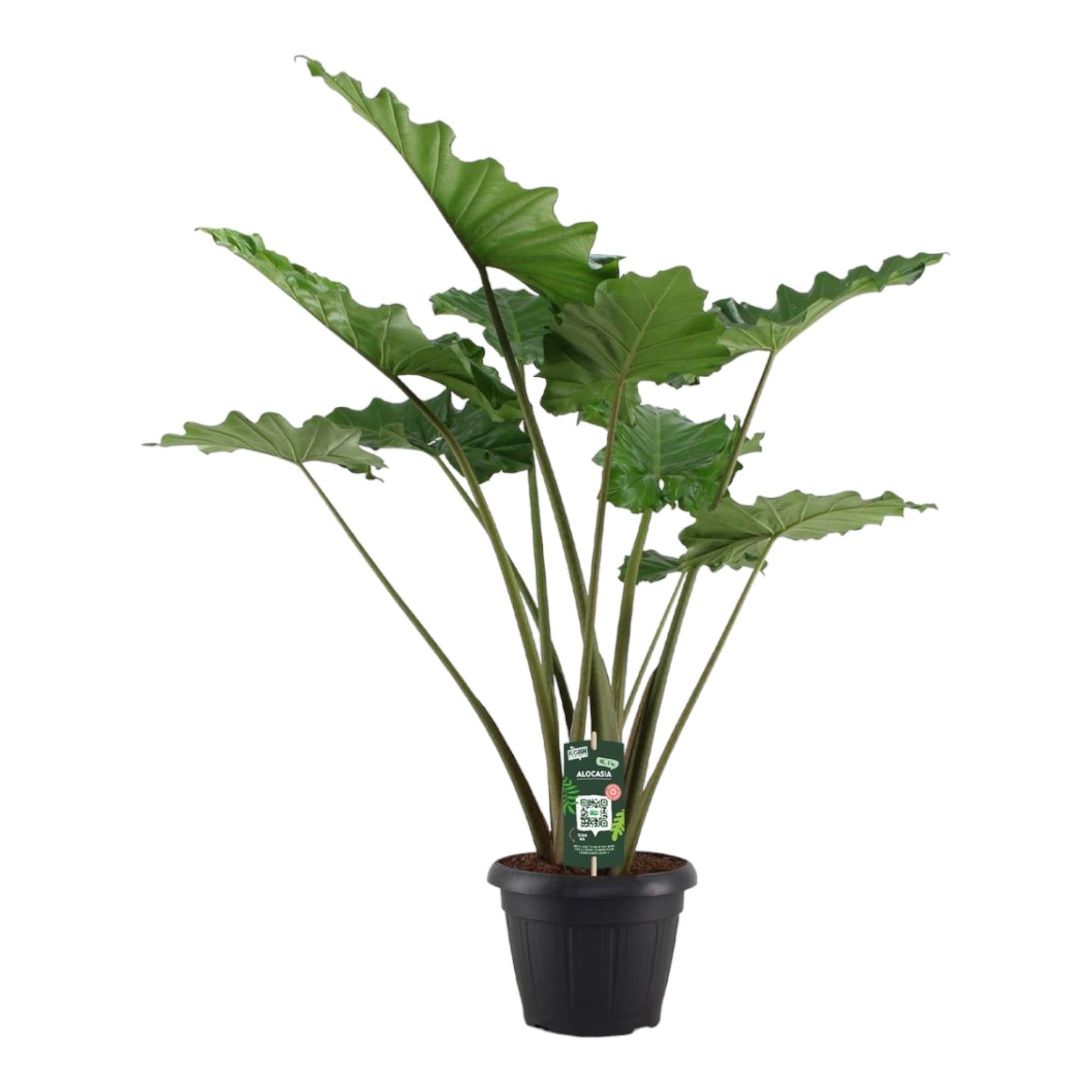 Alocasia Portodora Ø 34 H 140 cm