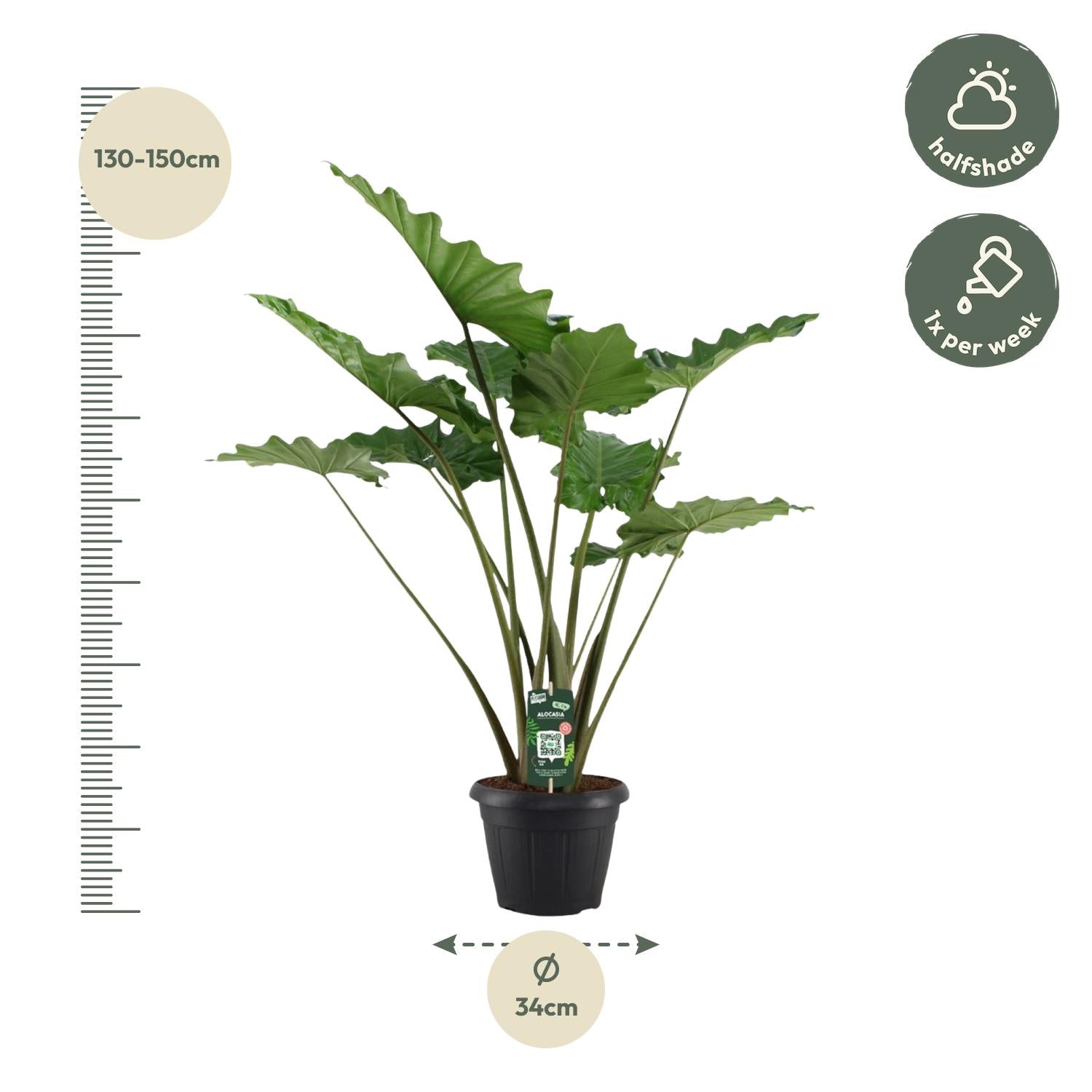 Alocasia Portodora Ø 34 H 140 cm 2