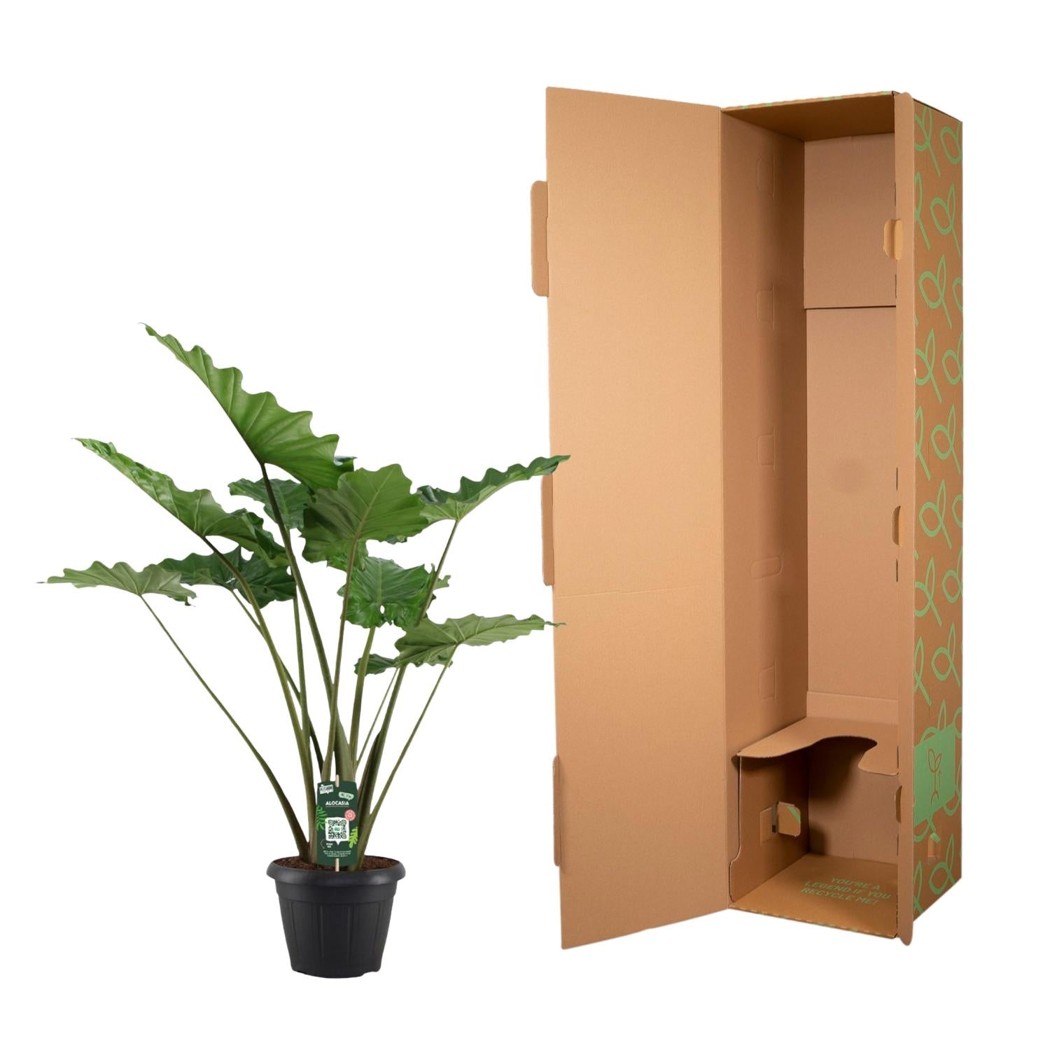 Alocasia Portodora Ø 34 H 140 cm 3