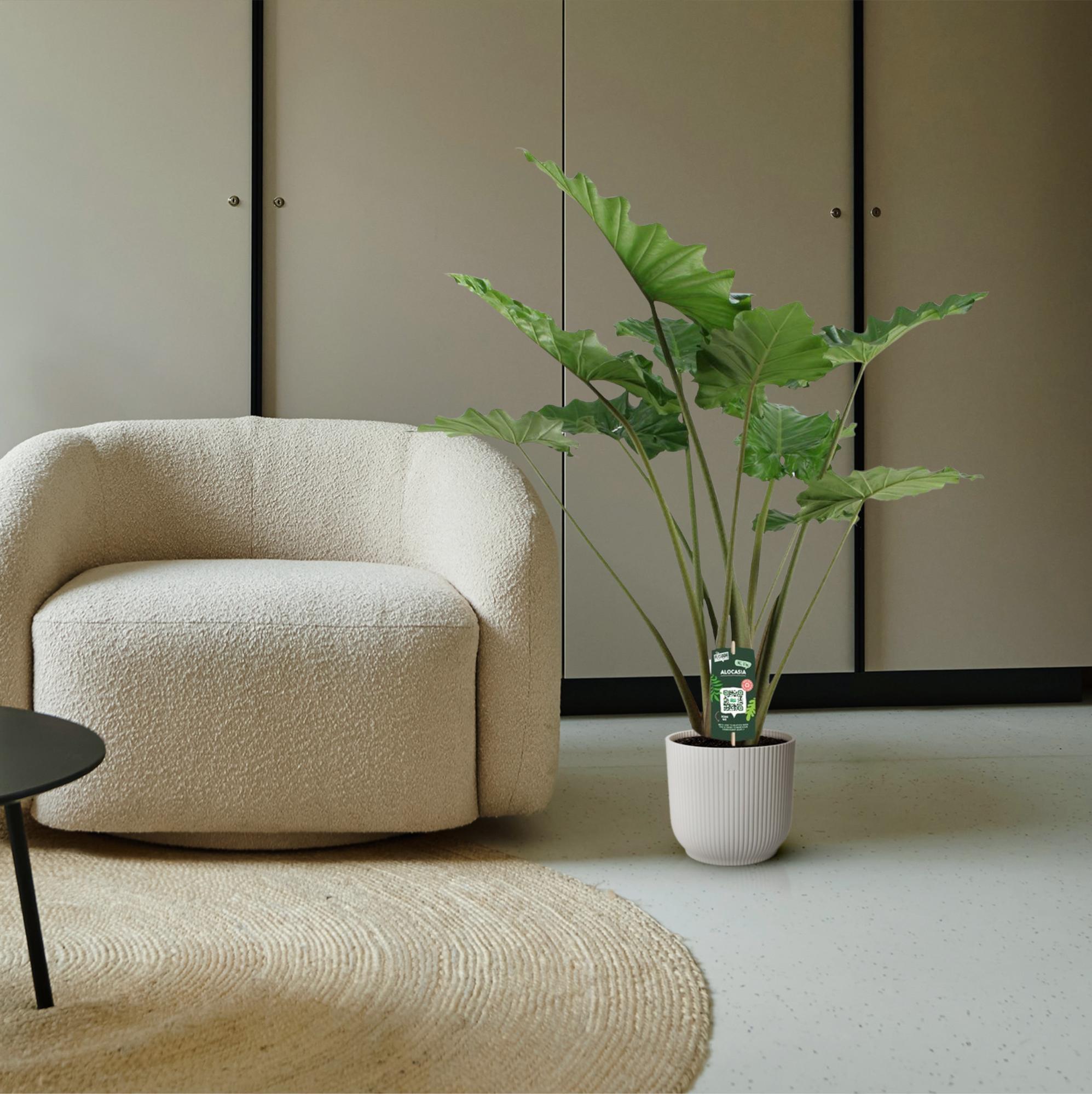 Alocasia Portodora Ø 34 H 140 cm 4