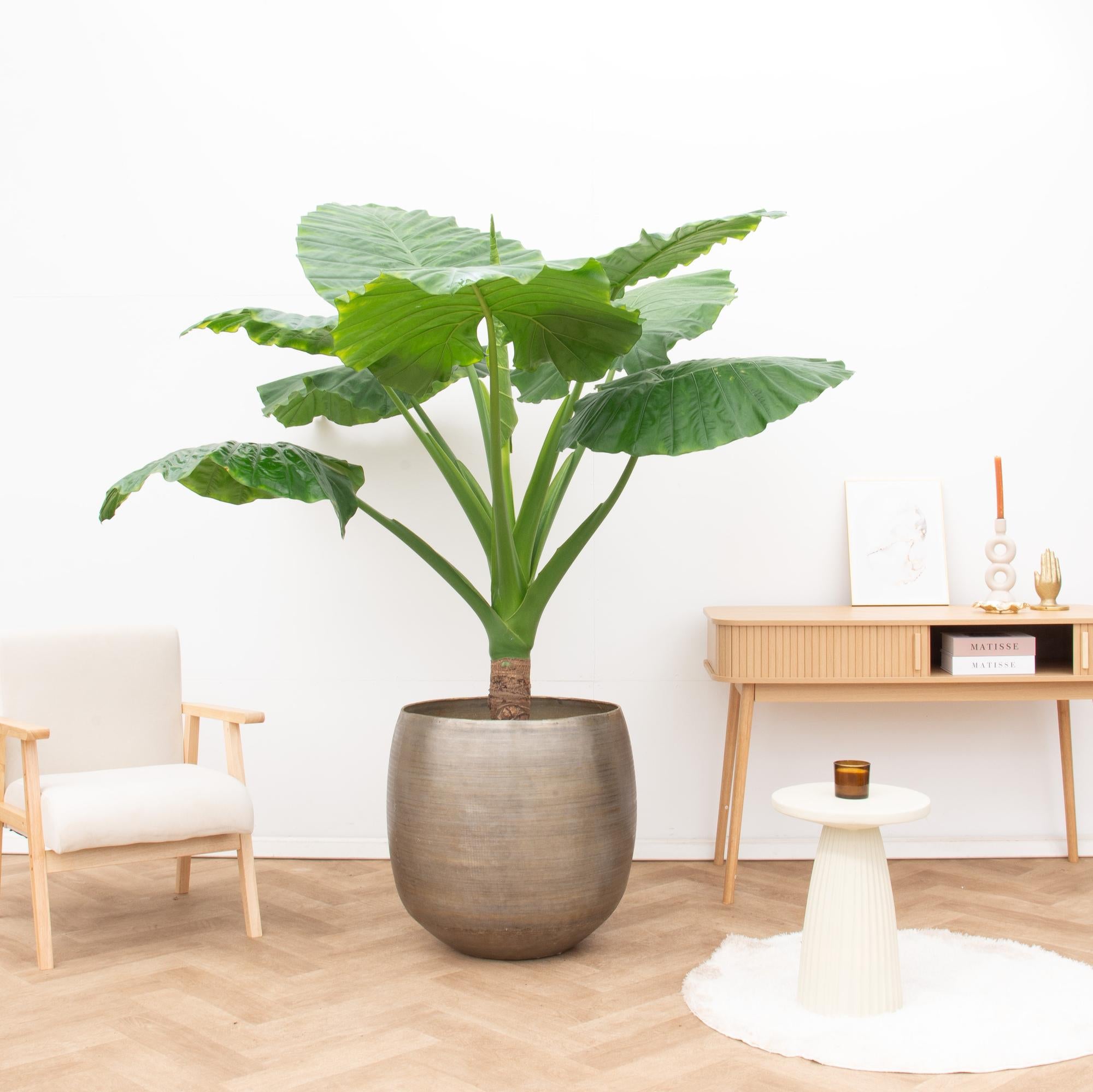 Alocasia Portodora (op enkele stam) Ø 40 H 250 cm