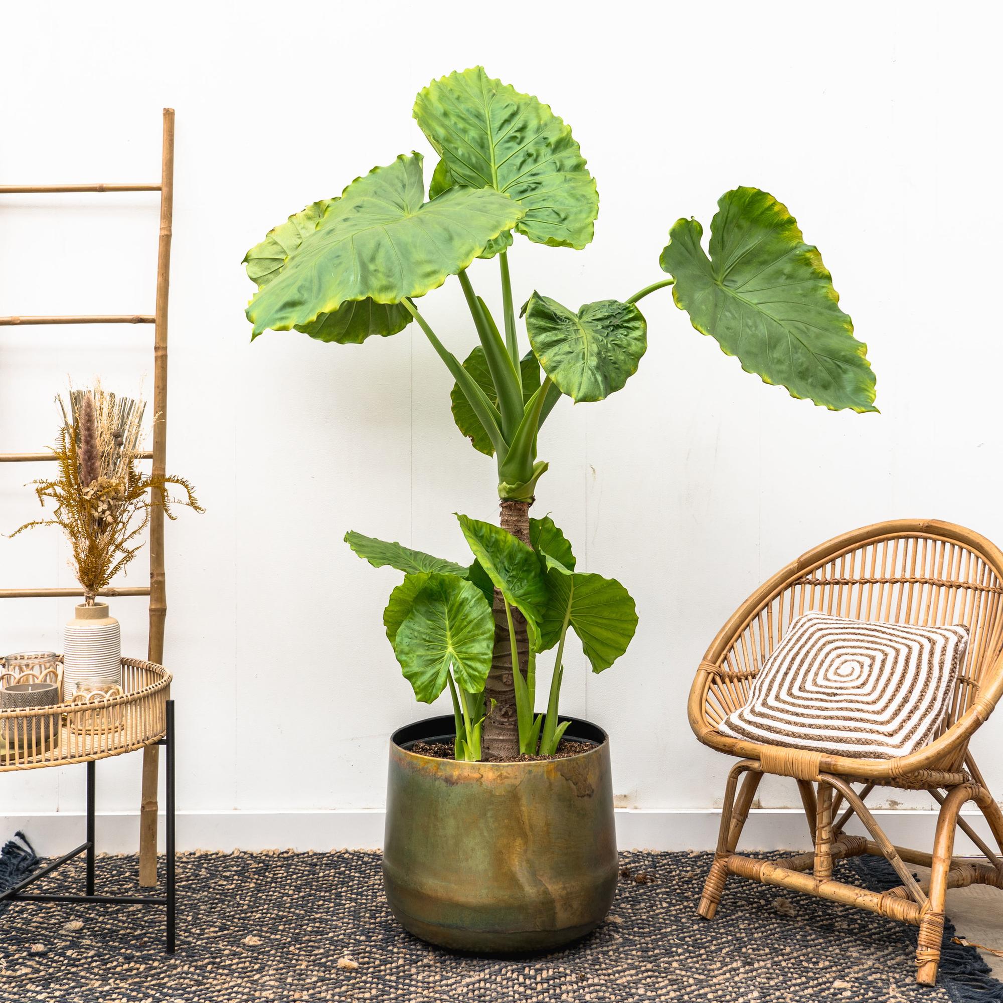 Alocasia Portodora (op enkele stam) Ø 40 H 250 cm 2